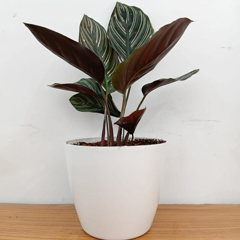 Calathea Ornata