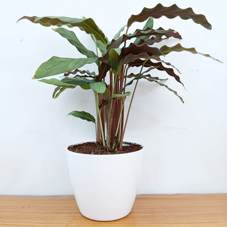 Calathea Rufibarba