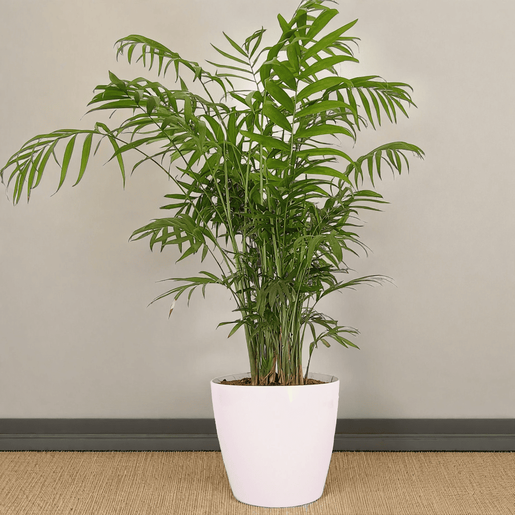 chamaedorea palm plant Chamaedorea Elegans: Elegant Parlor Palm for Indoor Spaces – rootsraja.in