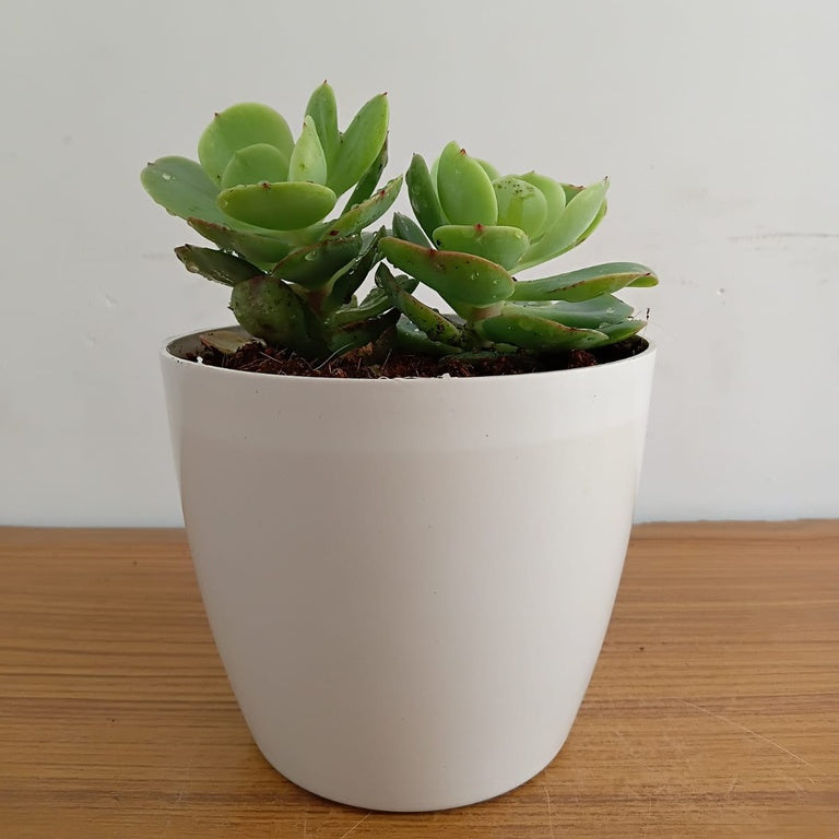Echeveria