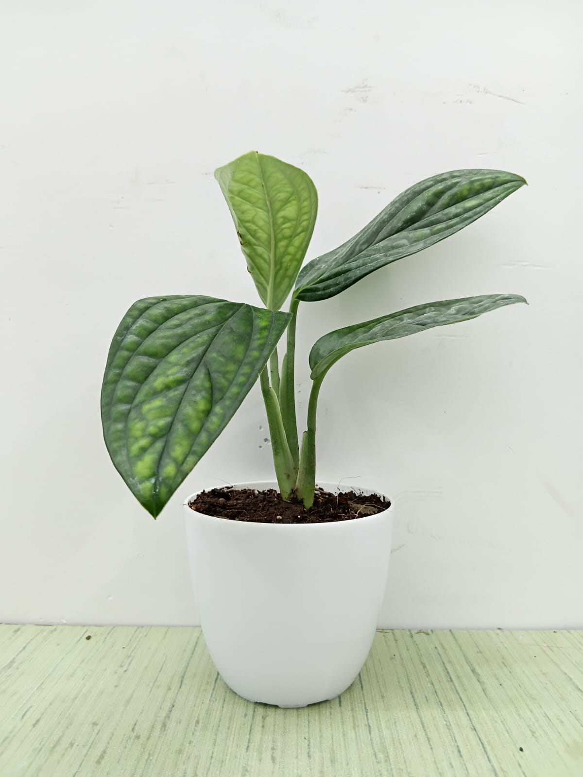 Monstera Peru