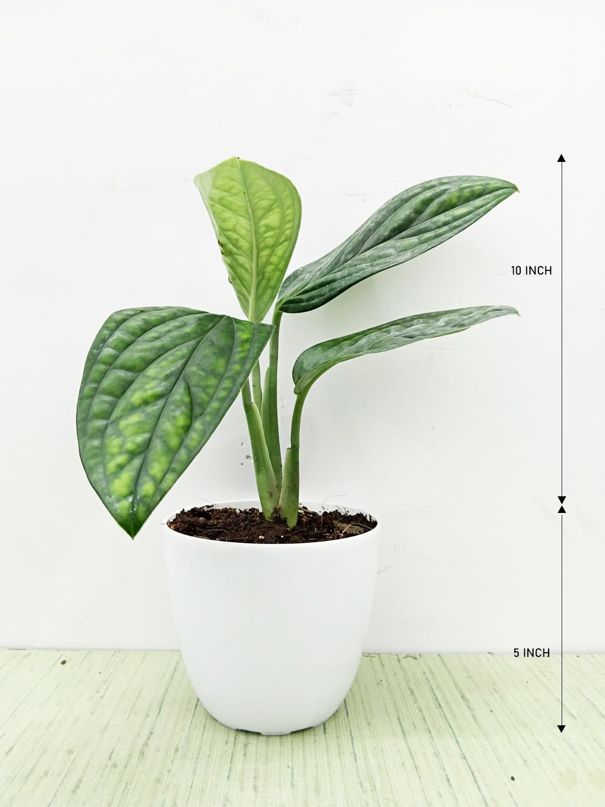 Monstera Peru