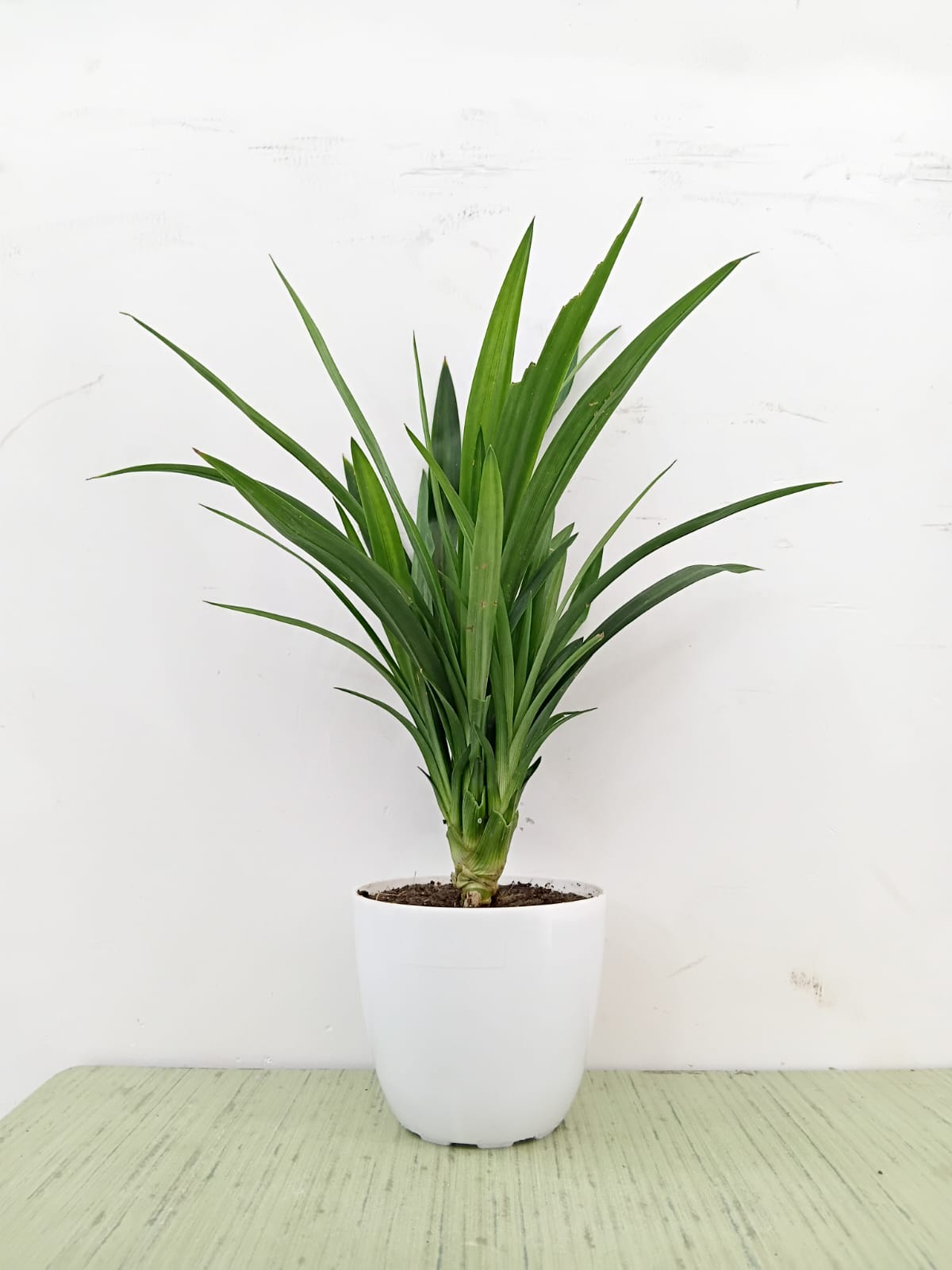 Pandanus Plant
