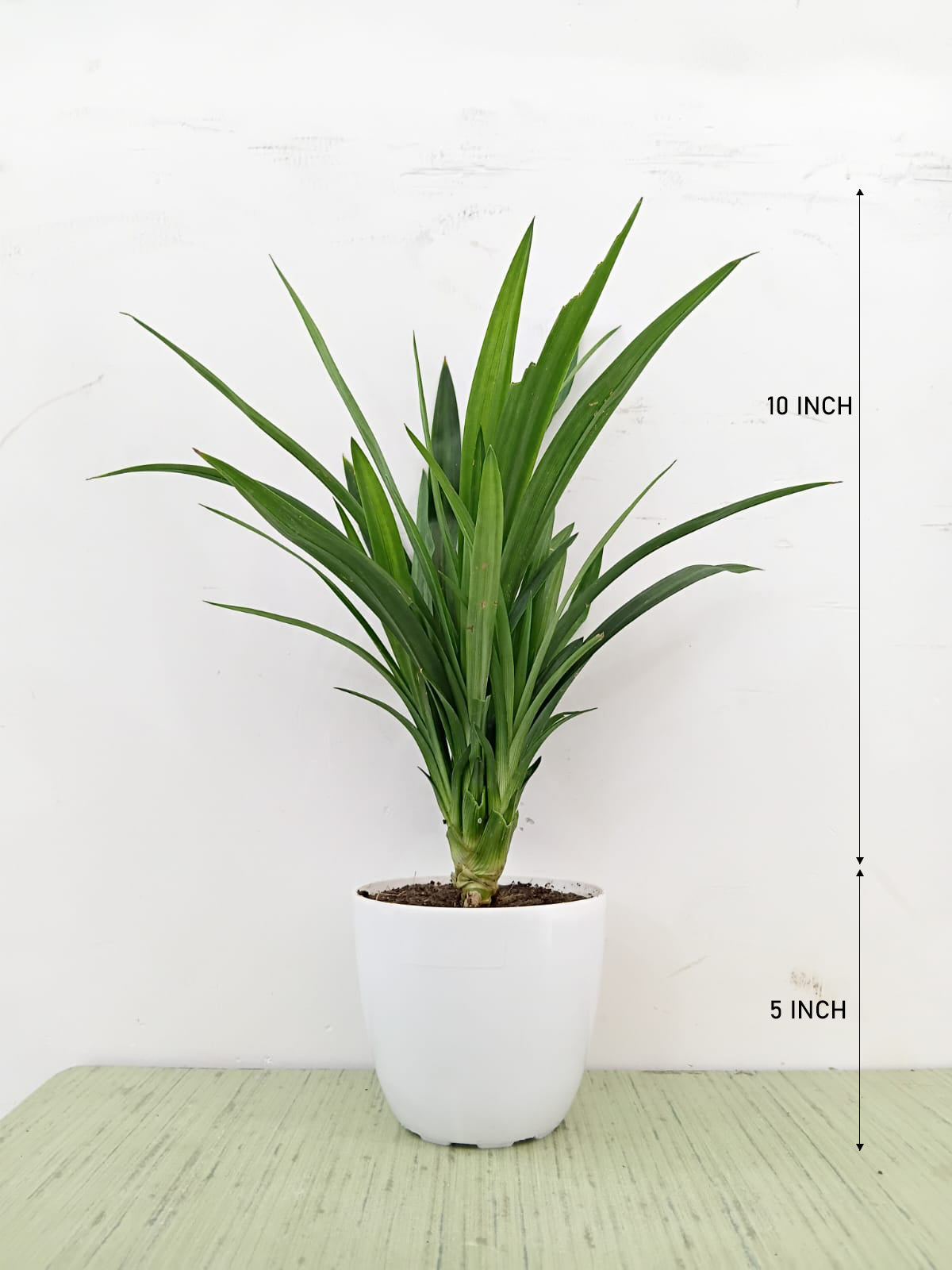 Pandanus Plant
