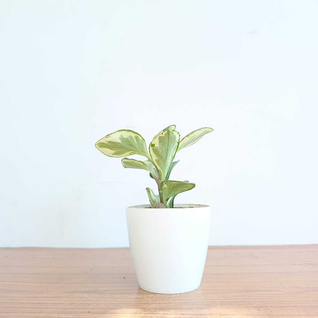 Peperomia Obtusifolia