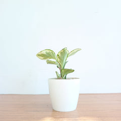 Peperomia obtusifolia