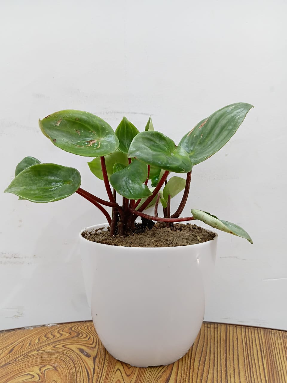Peperomia Watermelon