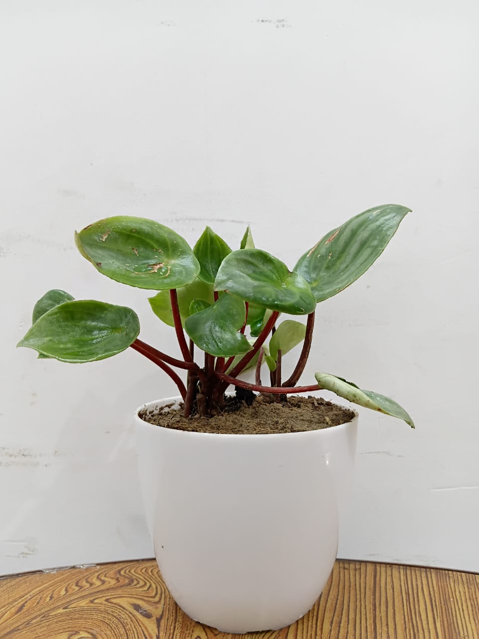 Peperomia_Watermelon