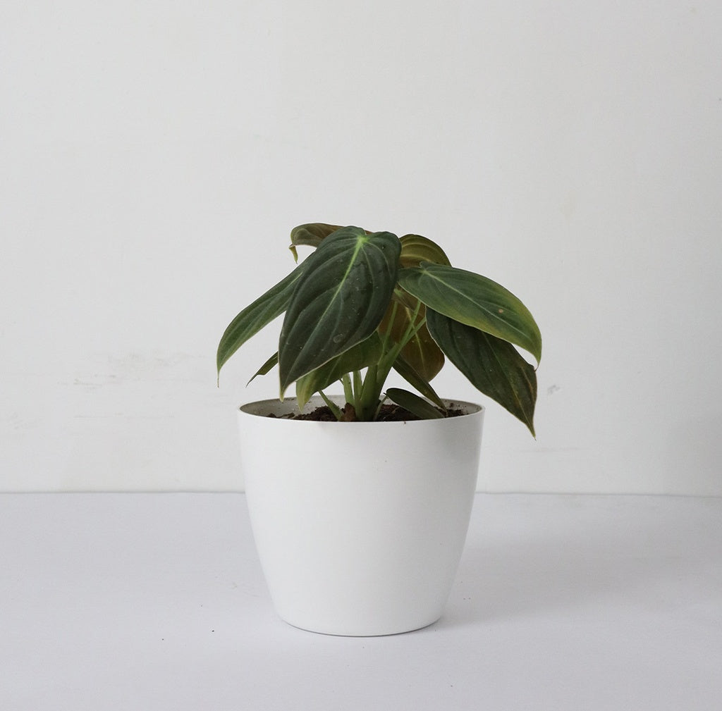 Philodendron Melanochrysum