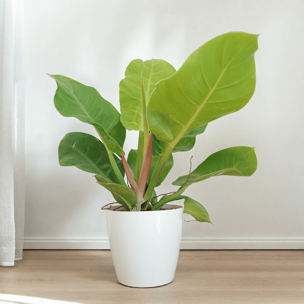 Philodendron Moonshine