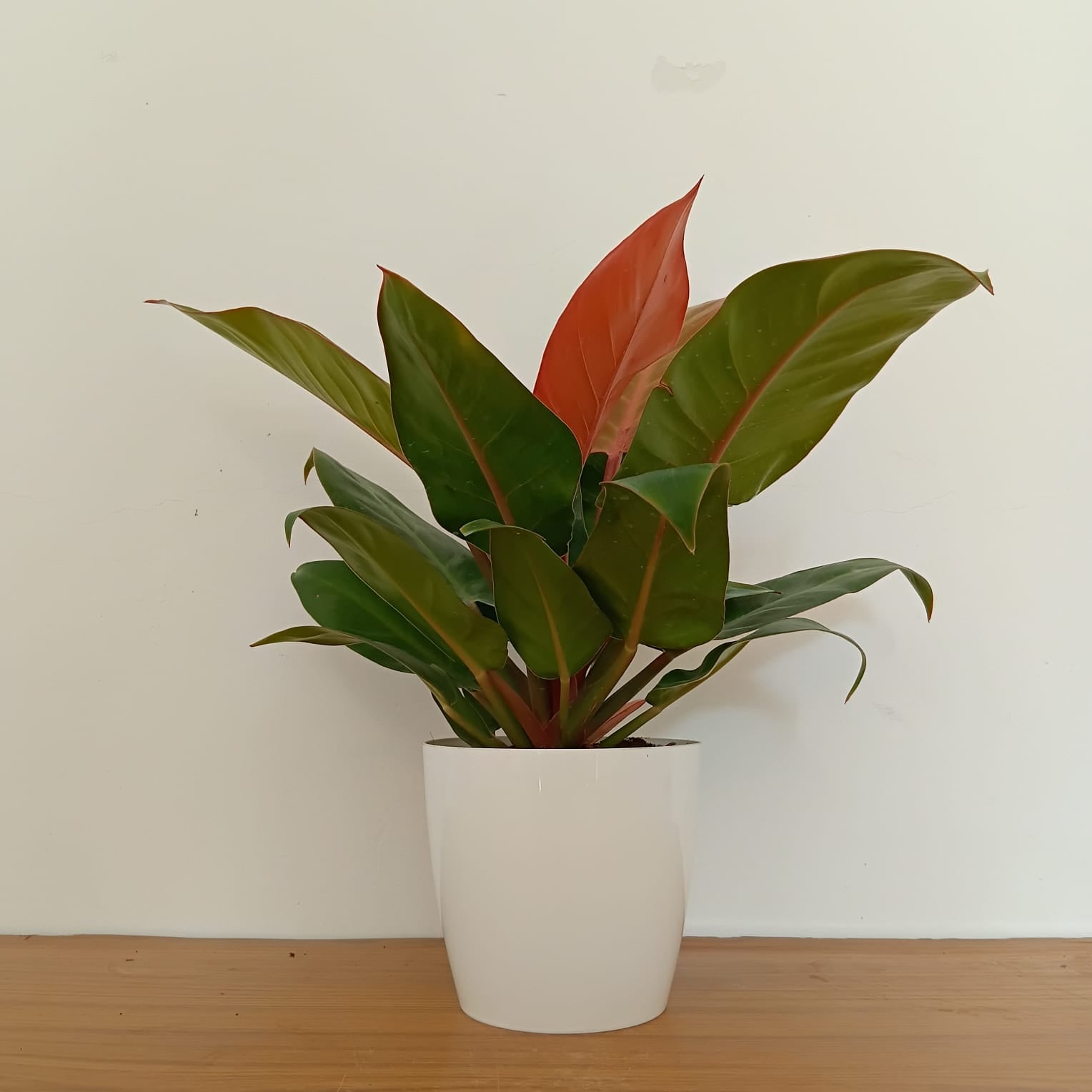 Philodendron Sunshine