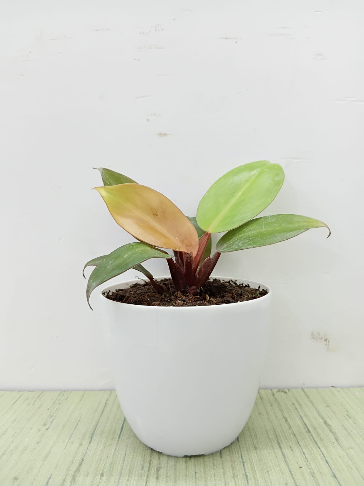Philodendron Sunshine