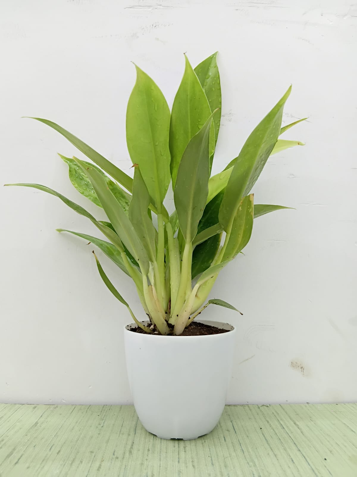 Philodendron wendlandii