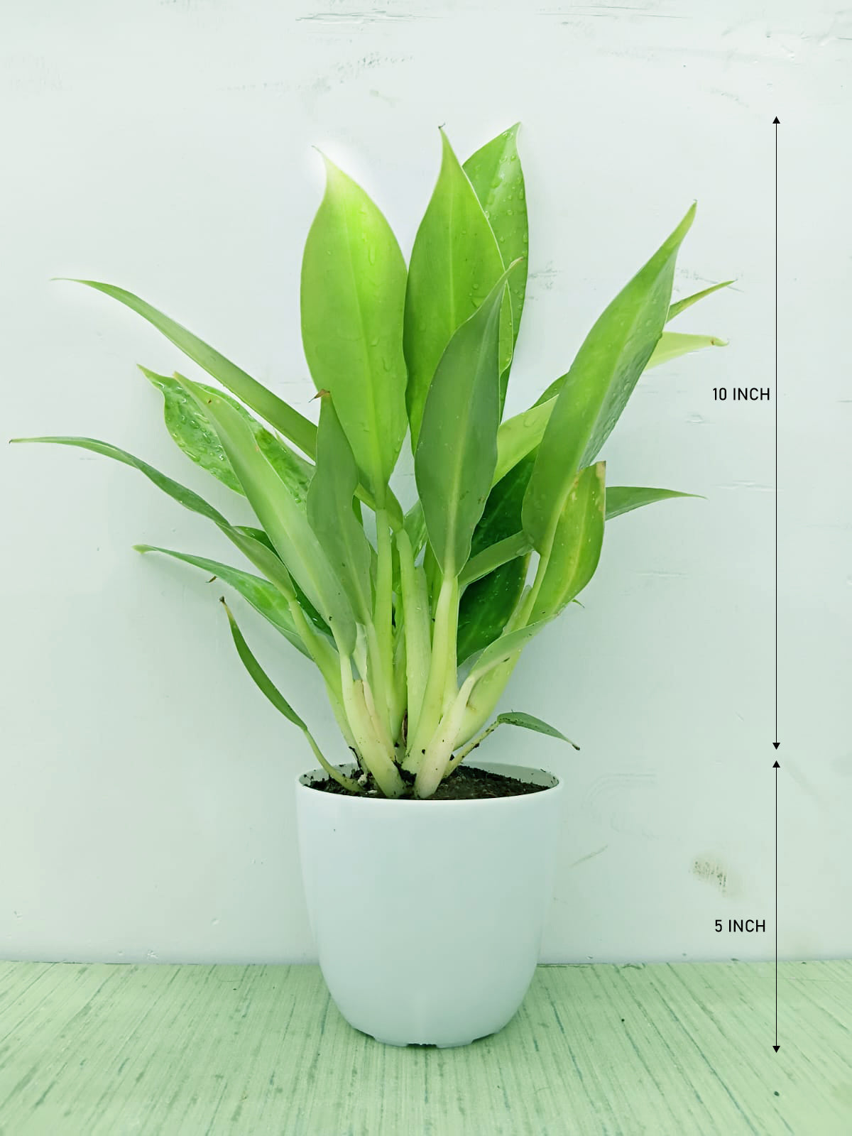 Philodendron wendlandii