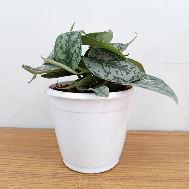 Scindapsus Silver
