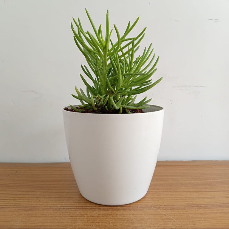 Senecio Barbertonicus