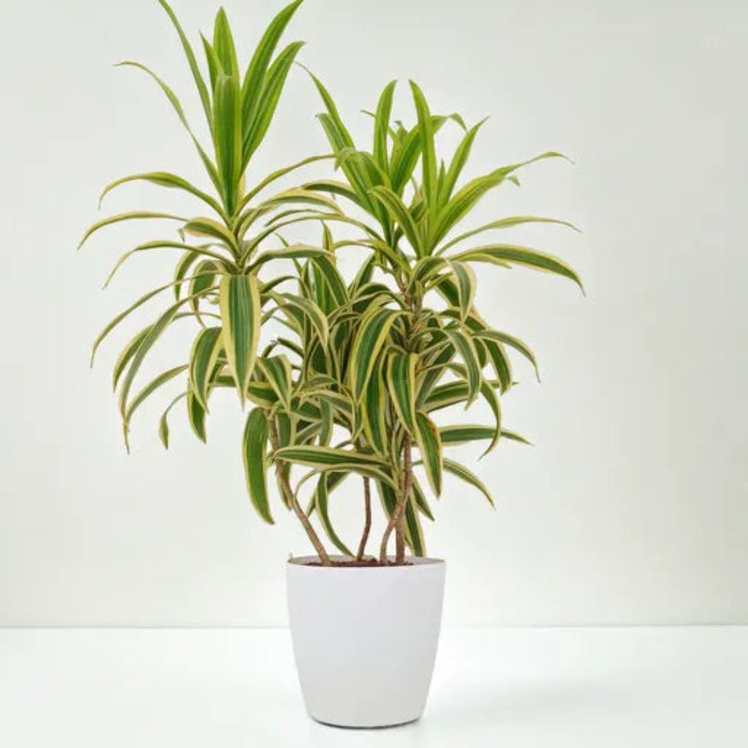 Song of India – Variegated