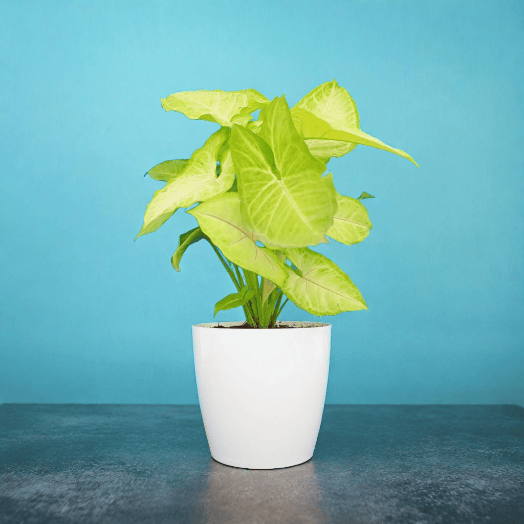 Syngonium Gold Allusion