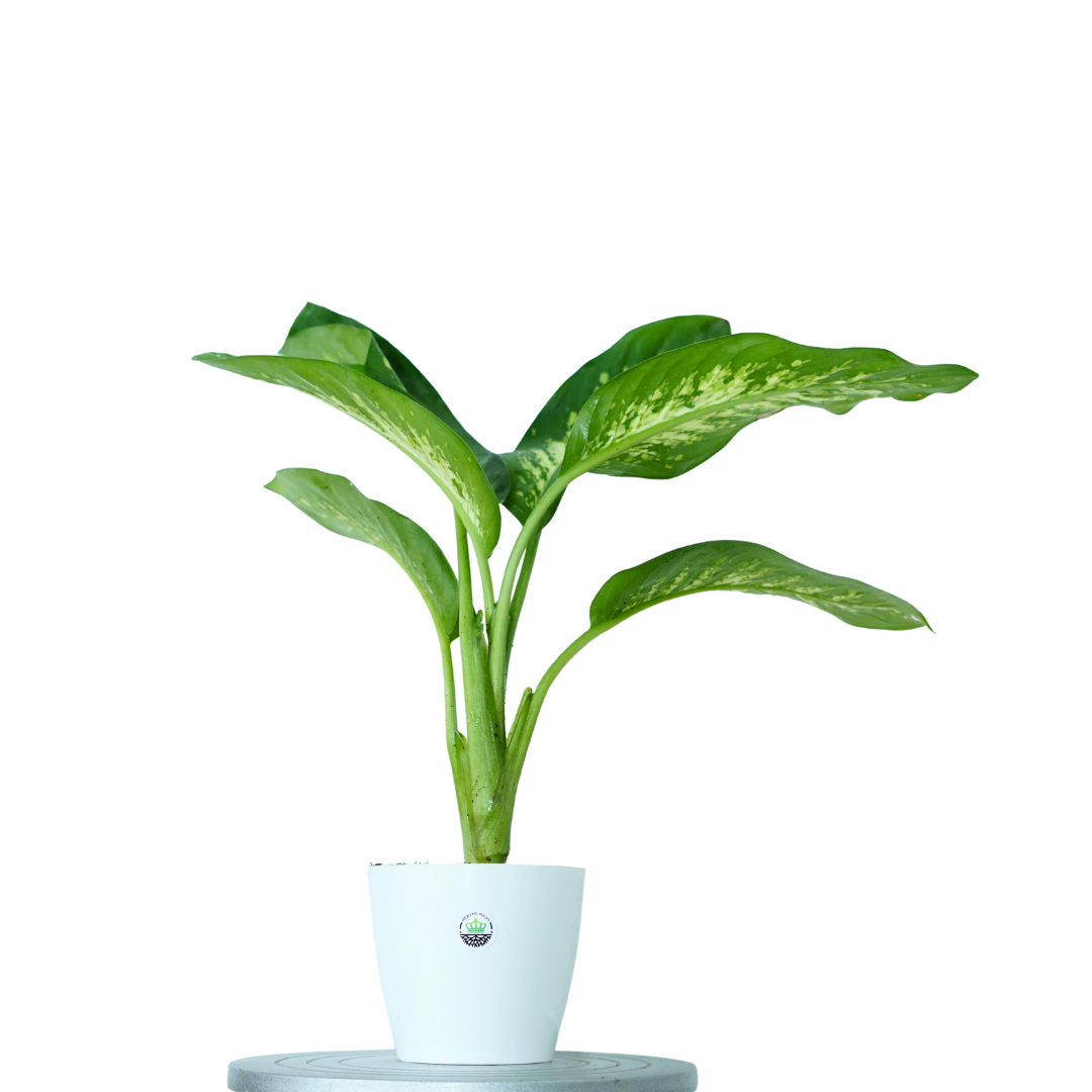 dieffenbachia reproduction Dieffenbachia Plant Varieties for Lush Indoor Decor