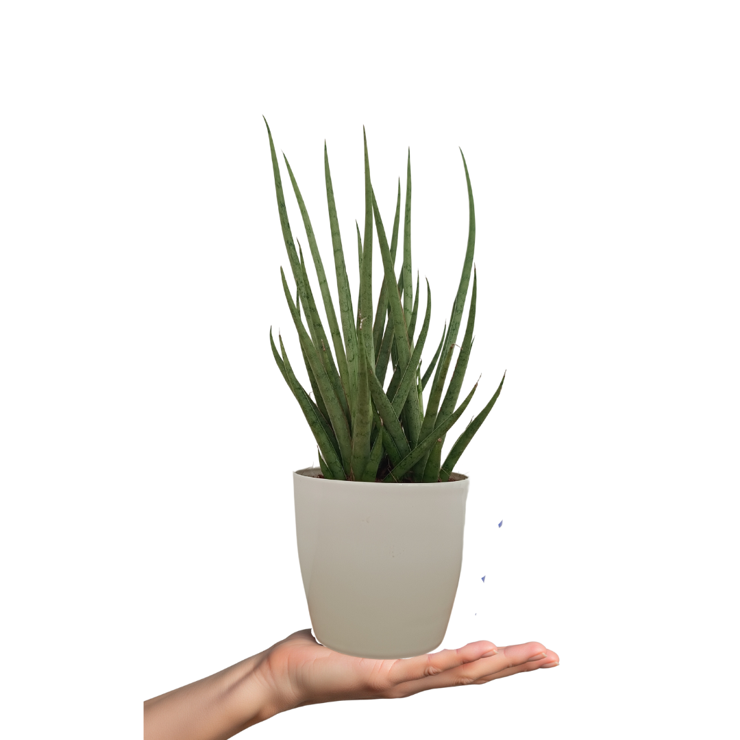 Snake Bacularis Mikado Plant
