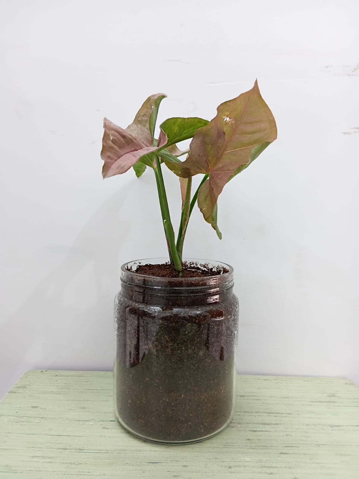 Potting Mix – The Foundation for Healthy Plants (1KG)