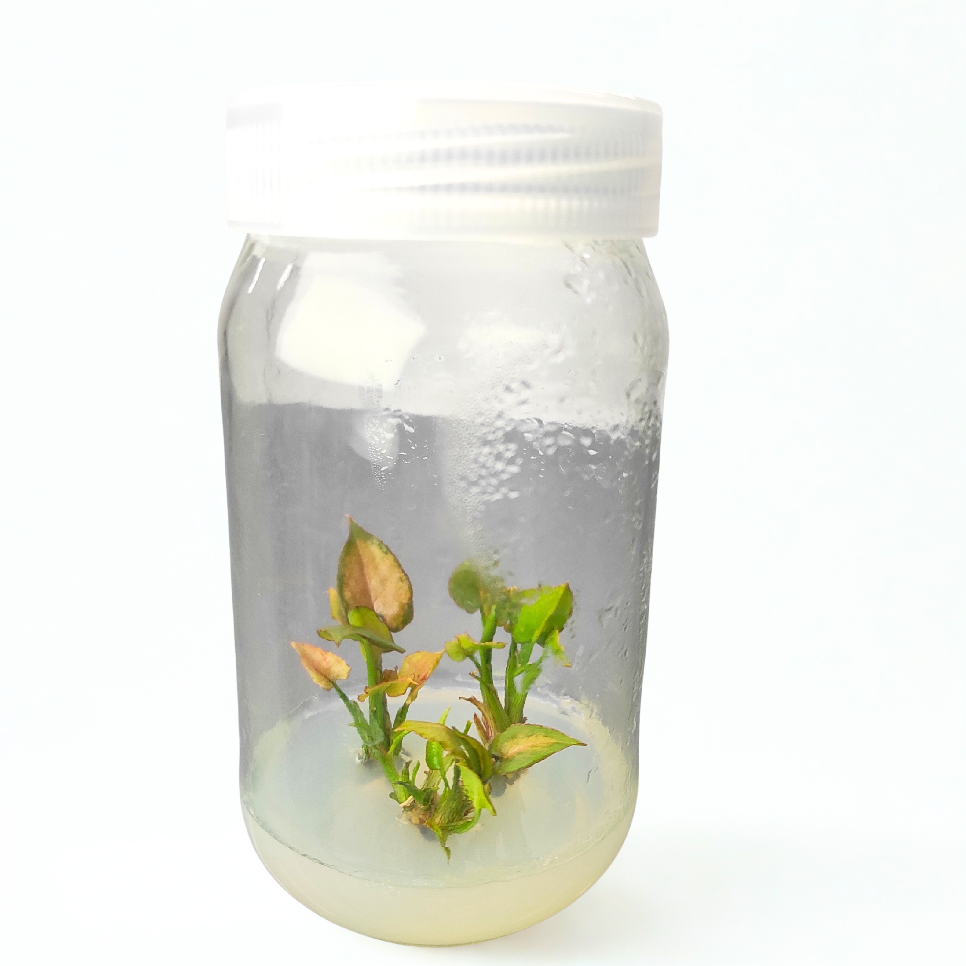 Syngonium 'Strawberry Milk' (Tissue Cultured)