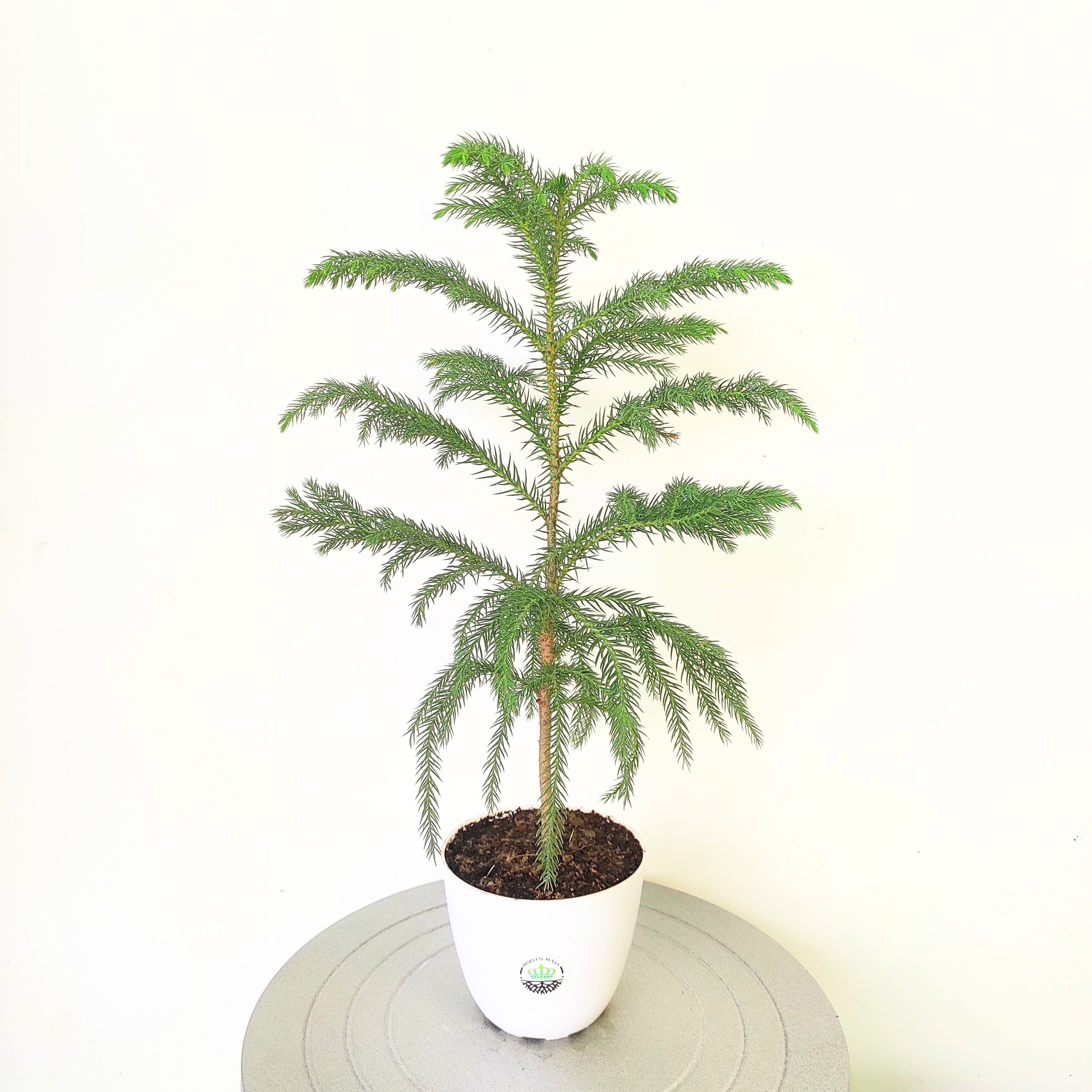 Araucaria