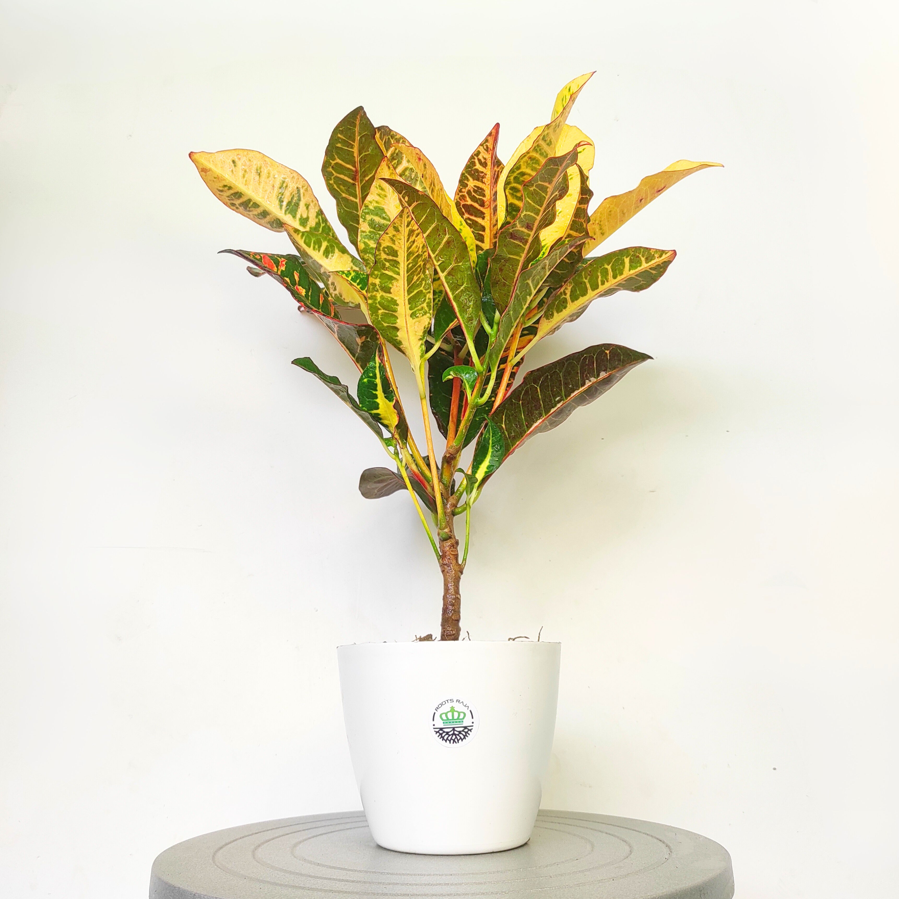 Garden Croton Broad Leaf