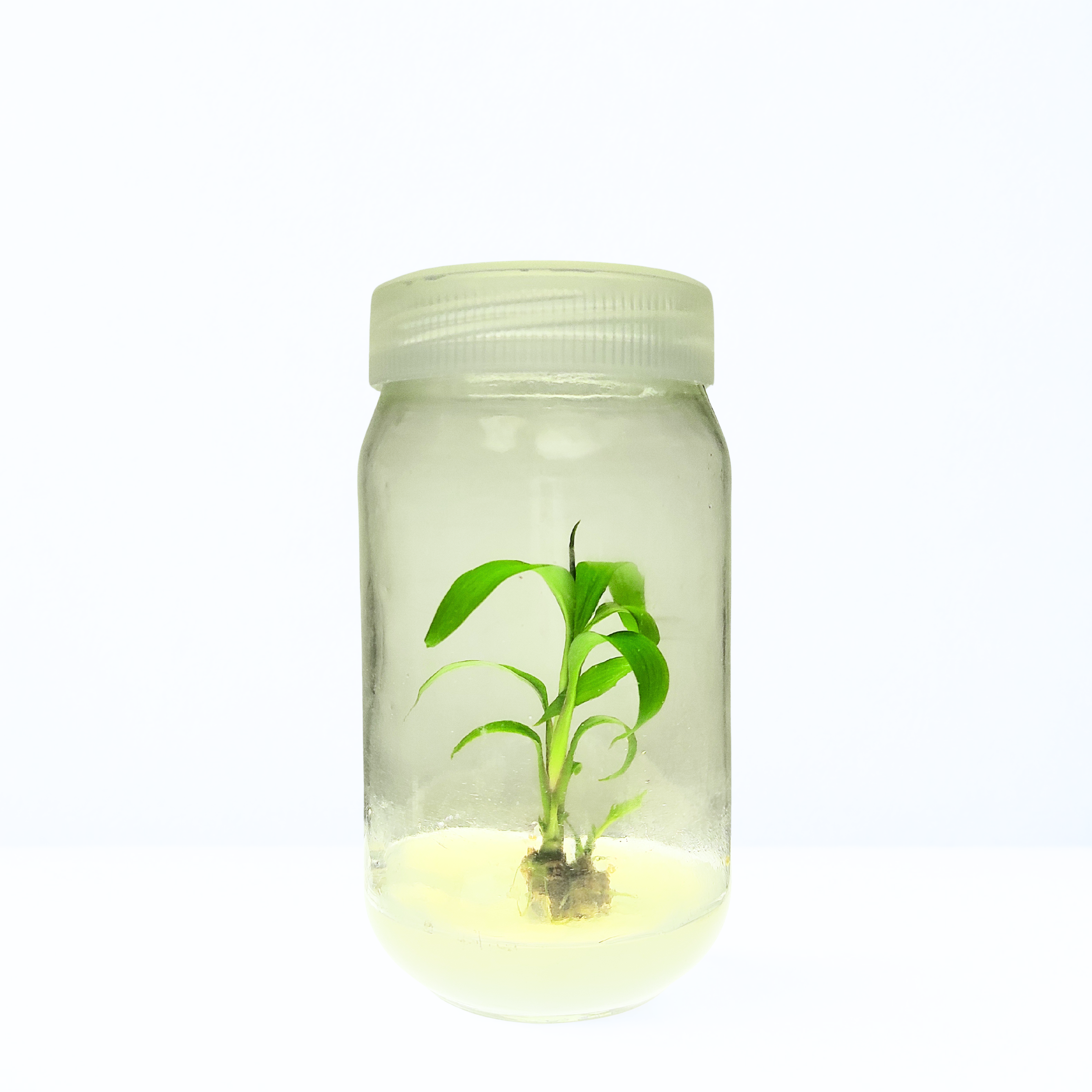 Cordyline (Tissue Cultured)
