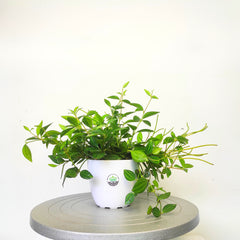 Peperomia Angulata