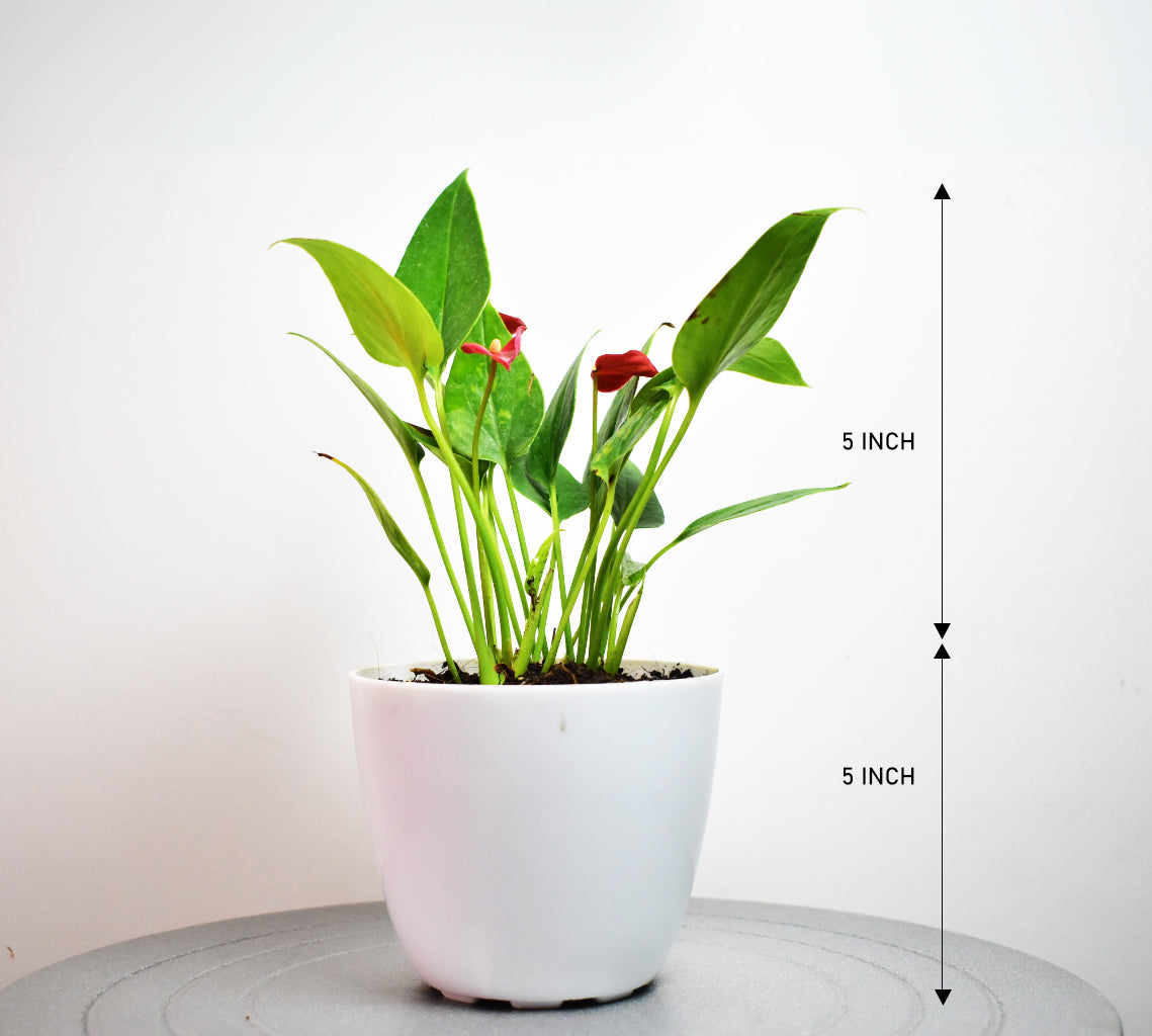 Anthurium Miniature