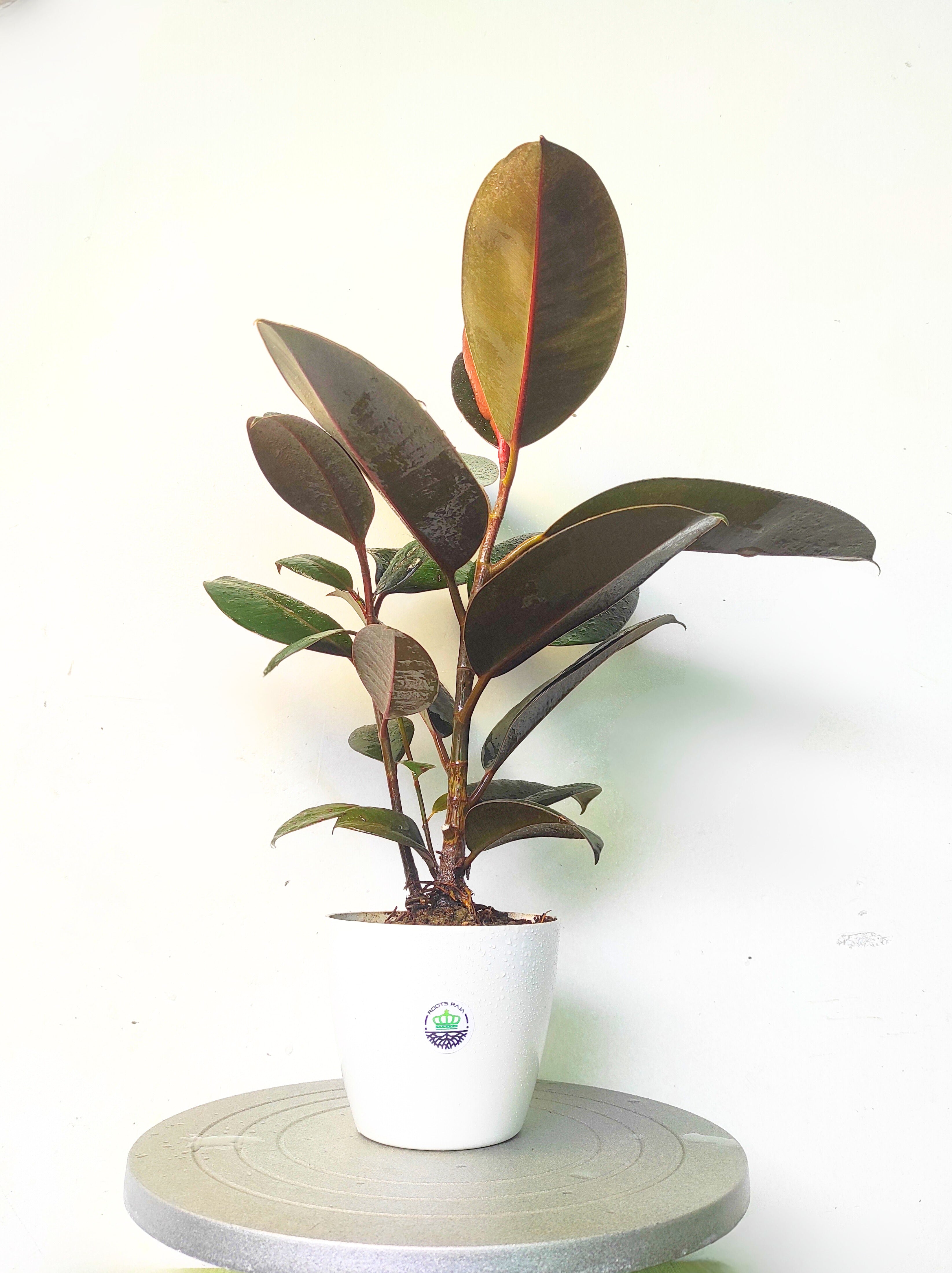 rubber plant in house as per vastu Rubber Plant Vastu: Enhance Your Space with Positive Energy – rootsraja.in
