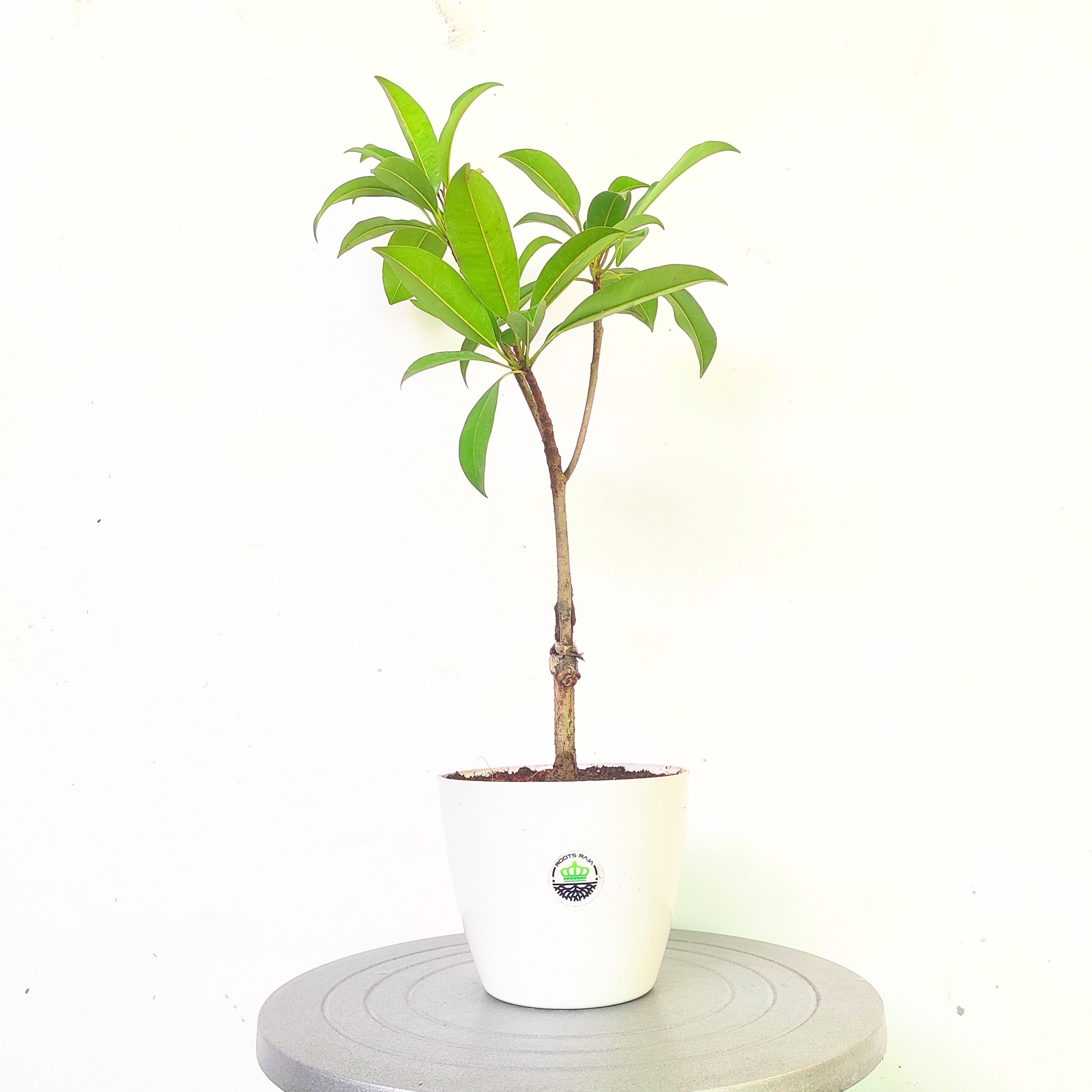 Sapota Grafted