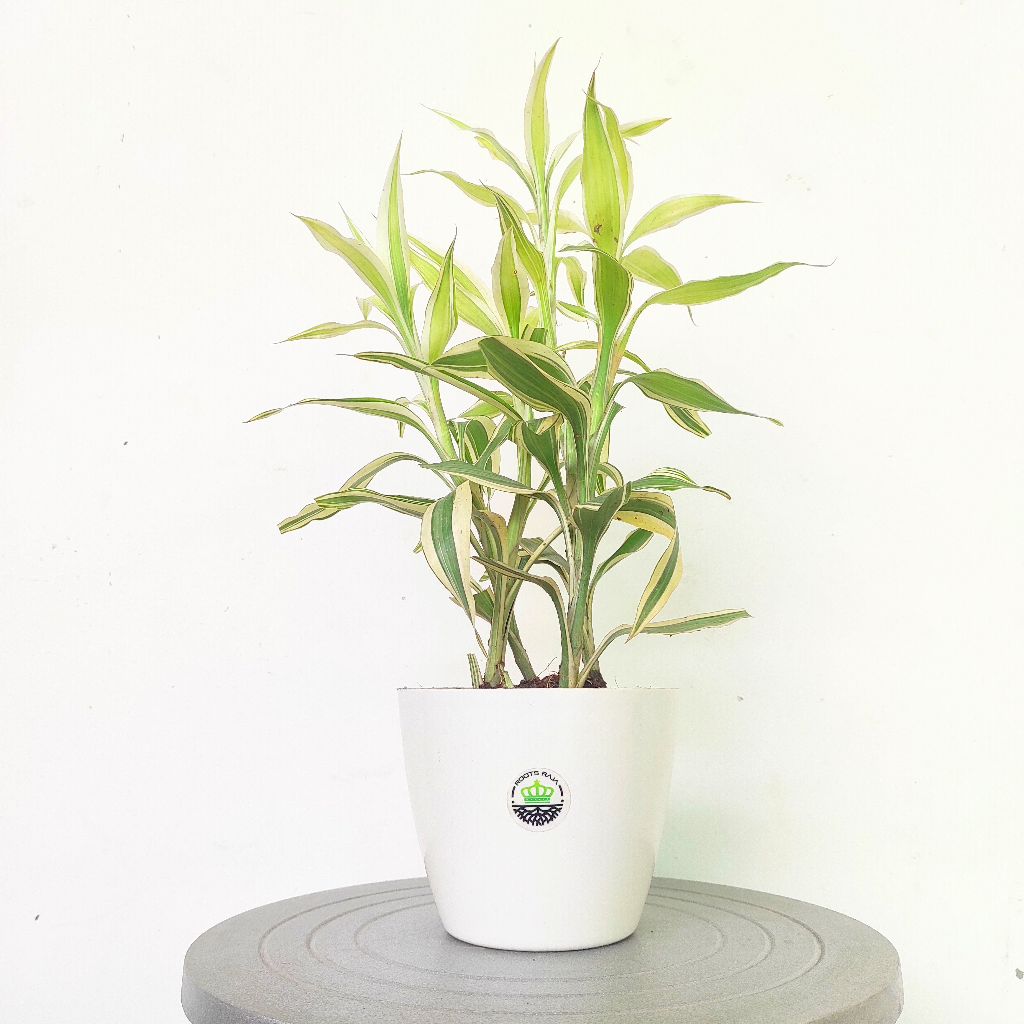 white lucky bamboo Buy Lucky Bamboo White Variegated – Stylish Indoor Plant Online – rootsraja.in