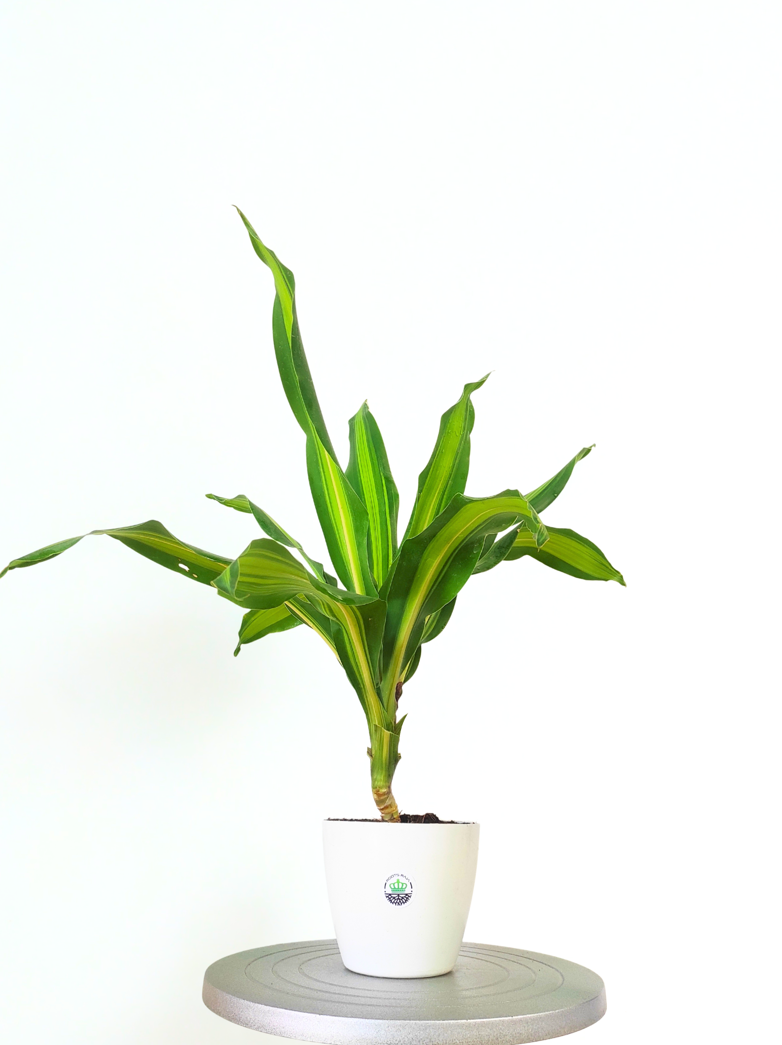 dracaena in hindi Buy Dracaena Dara Singh Plant Online