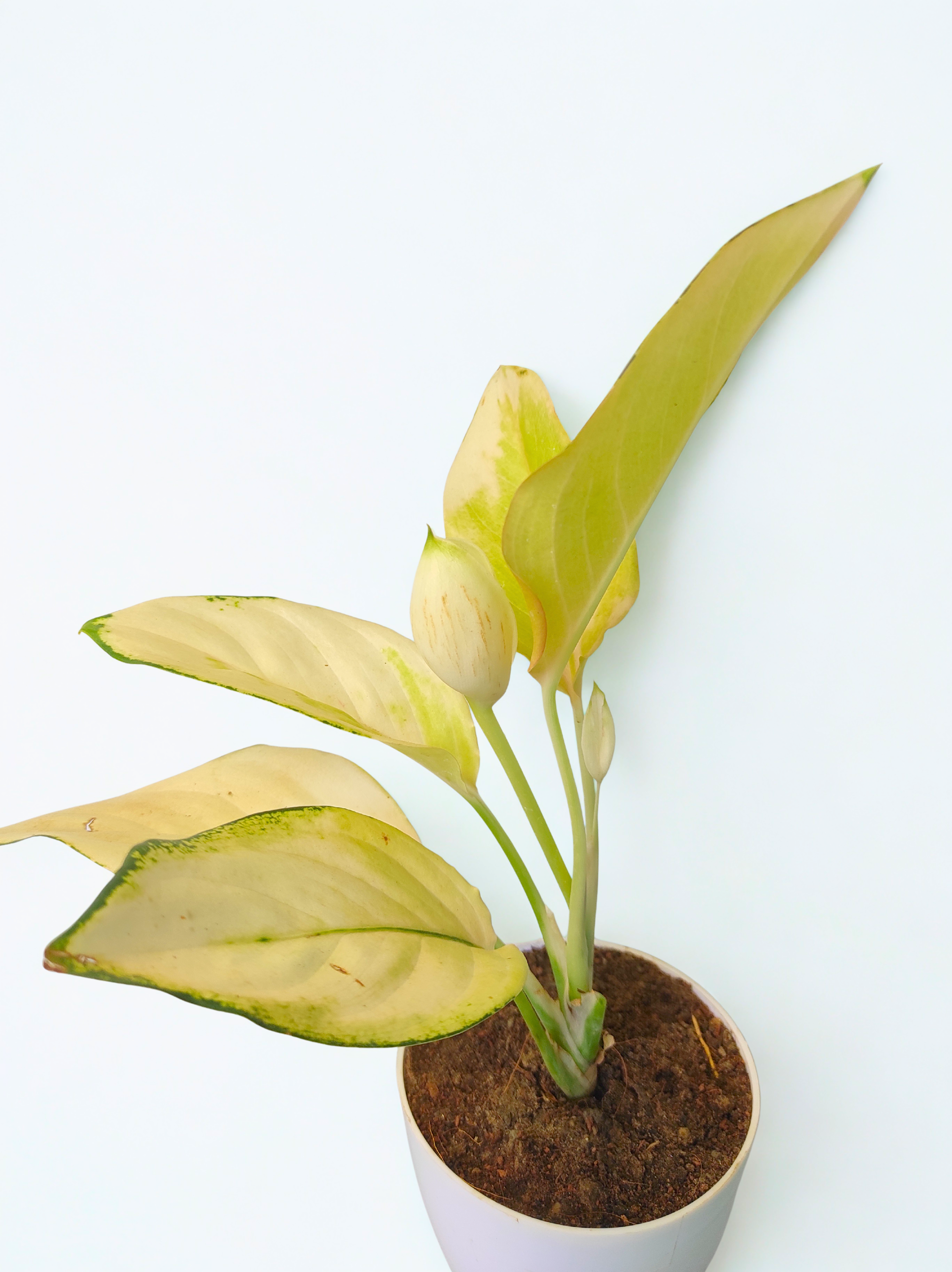 Aglaonema Golden Angel