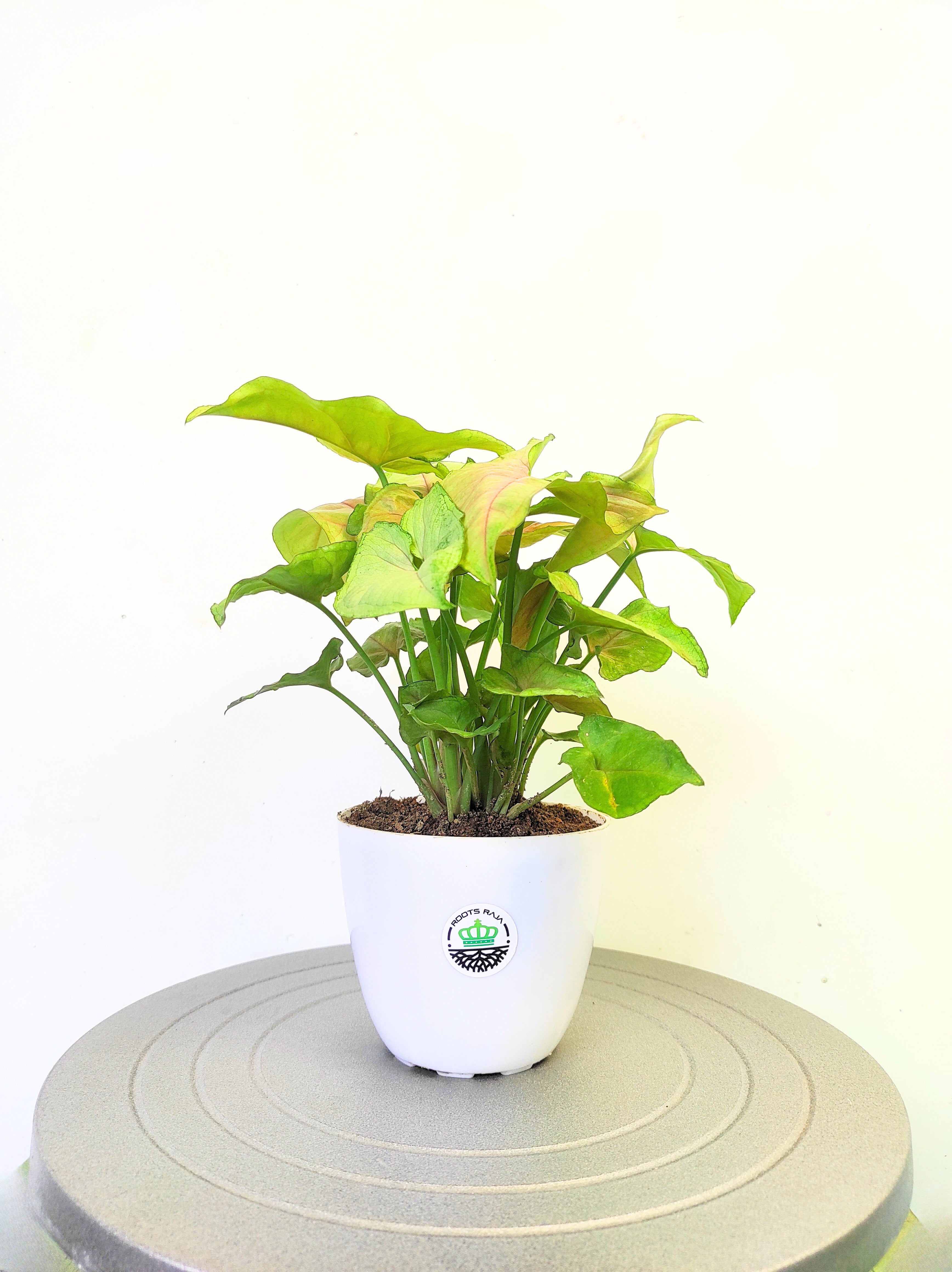 Syngonium Green Pink