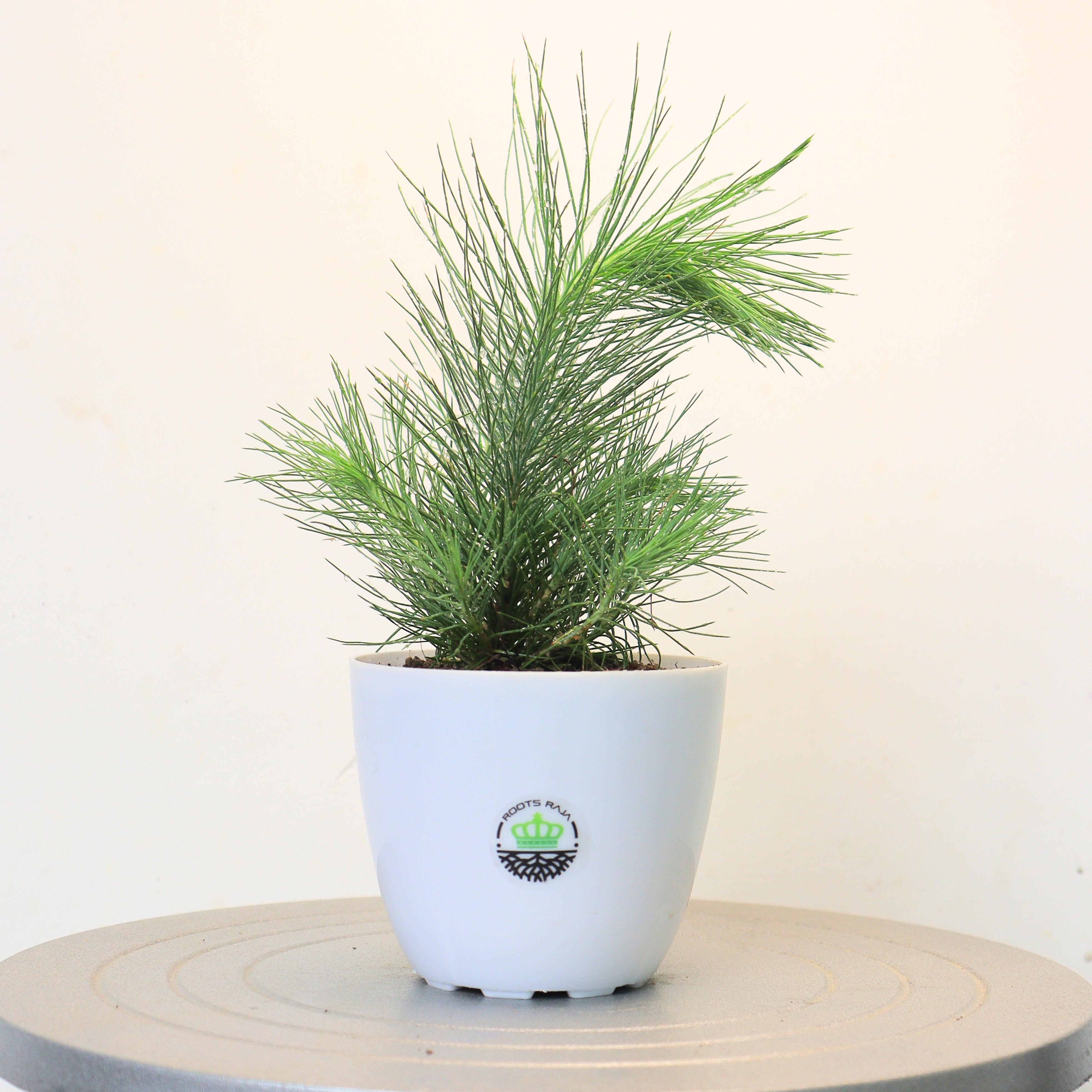 Pinus nigra