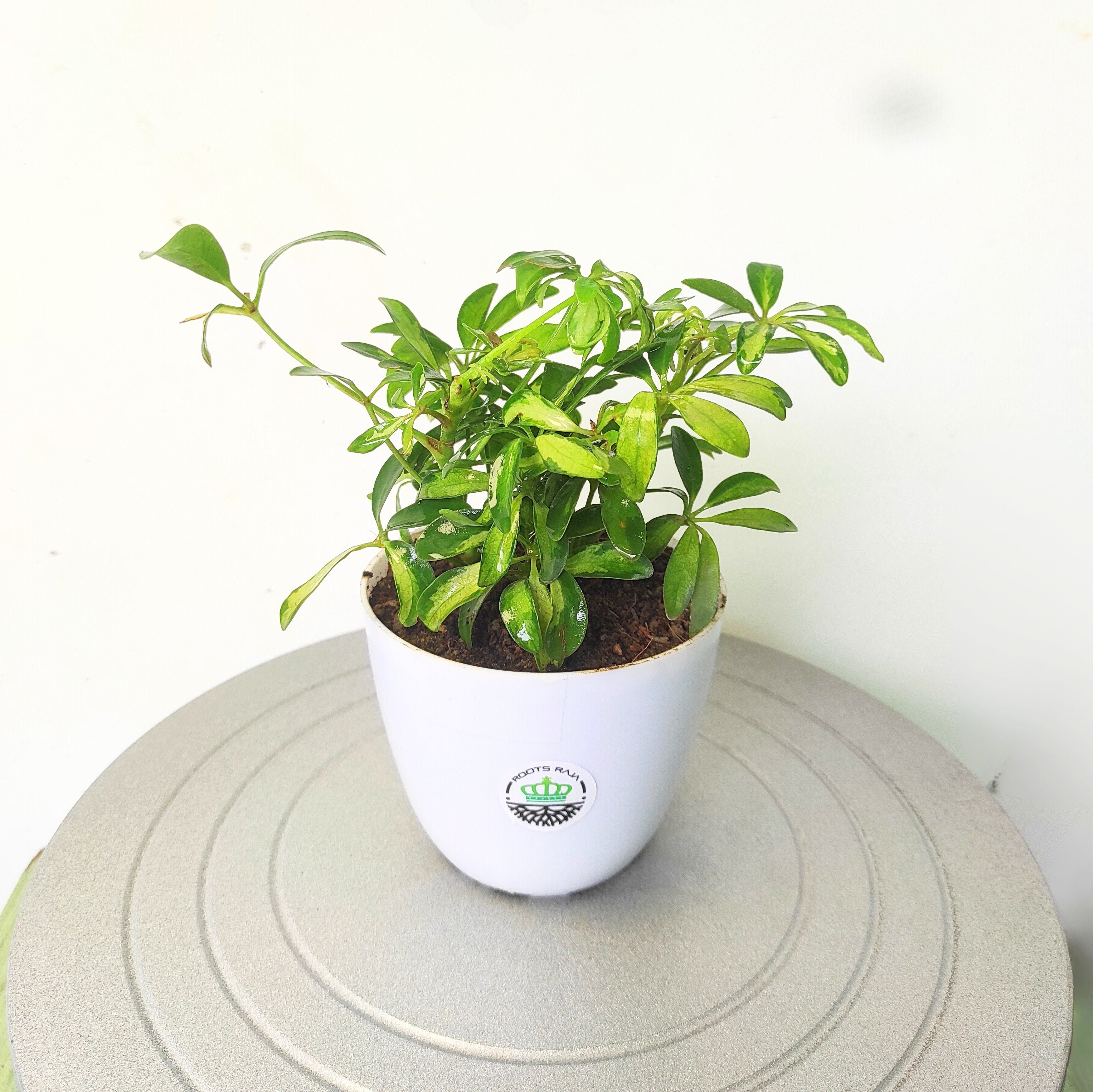 Schefflera Varigated (Umbrella Tree)
