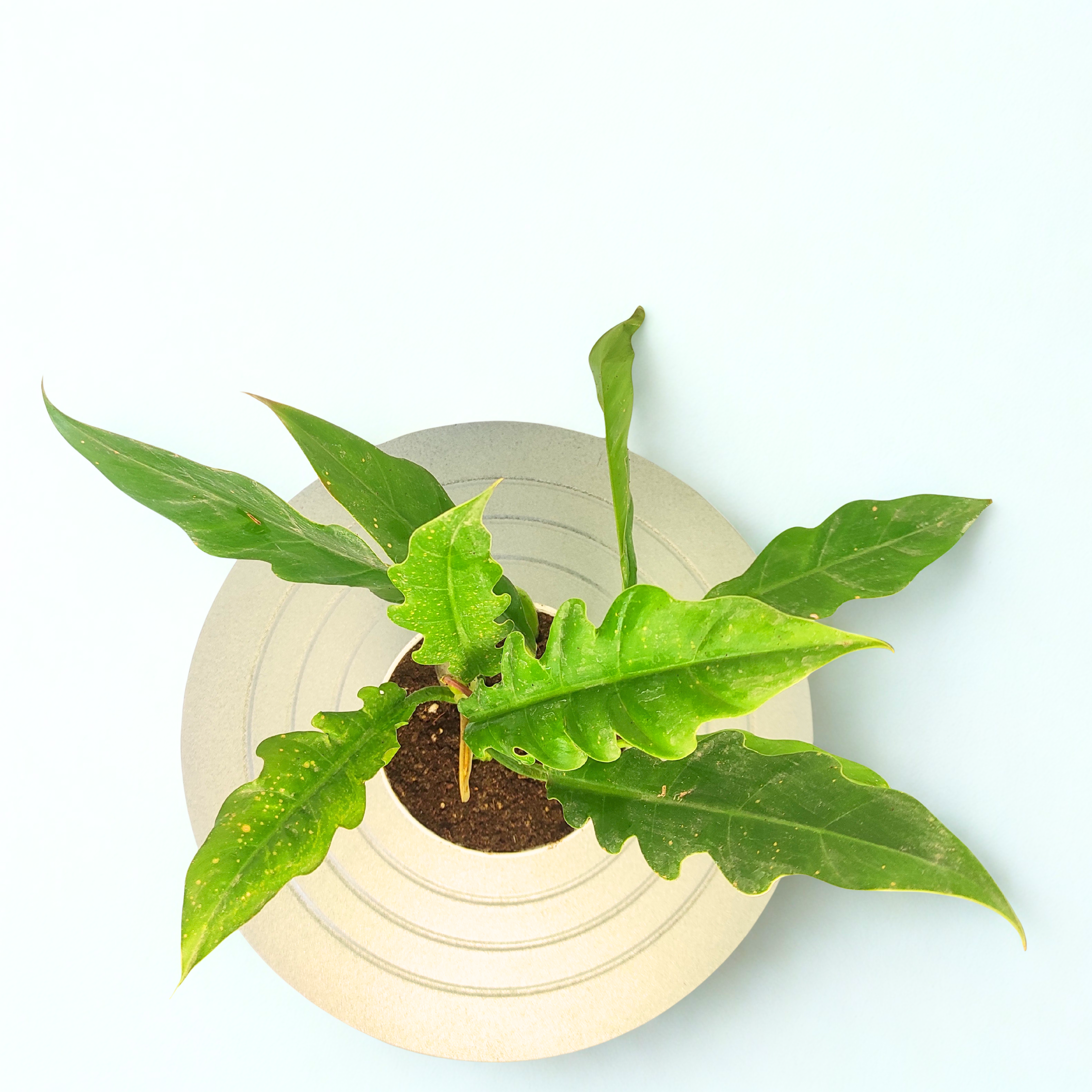 Philodendron 'Ring of Fire Green'