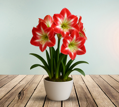 Amaryllis 'Mambo' Bulb