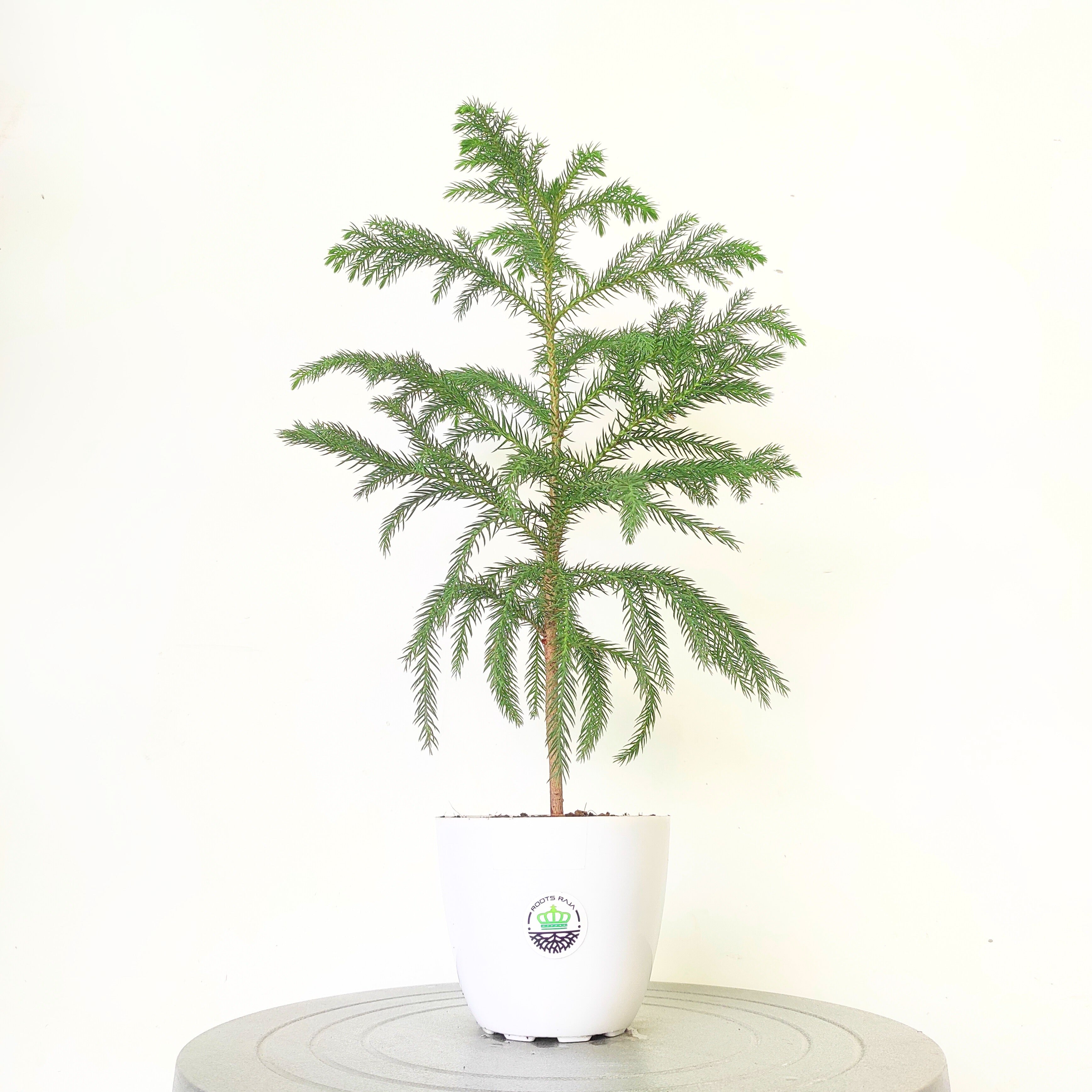 Araucaria