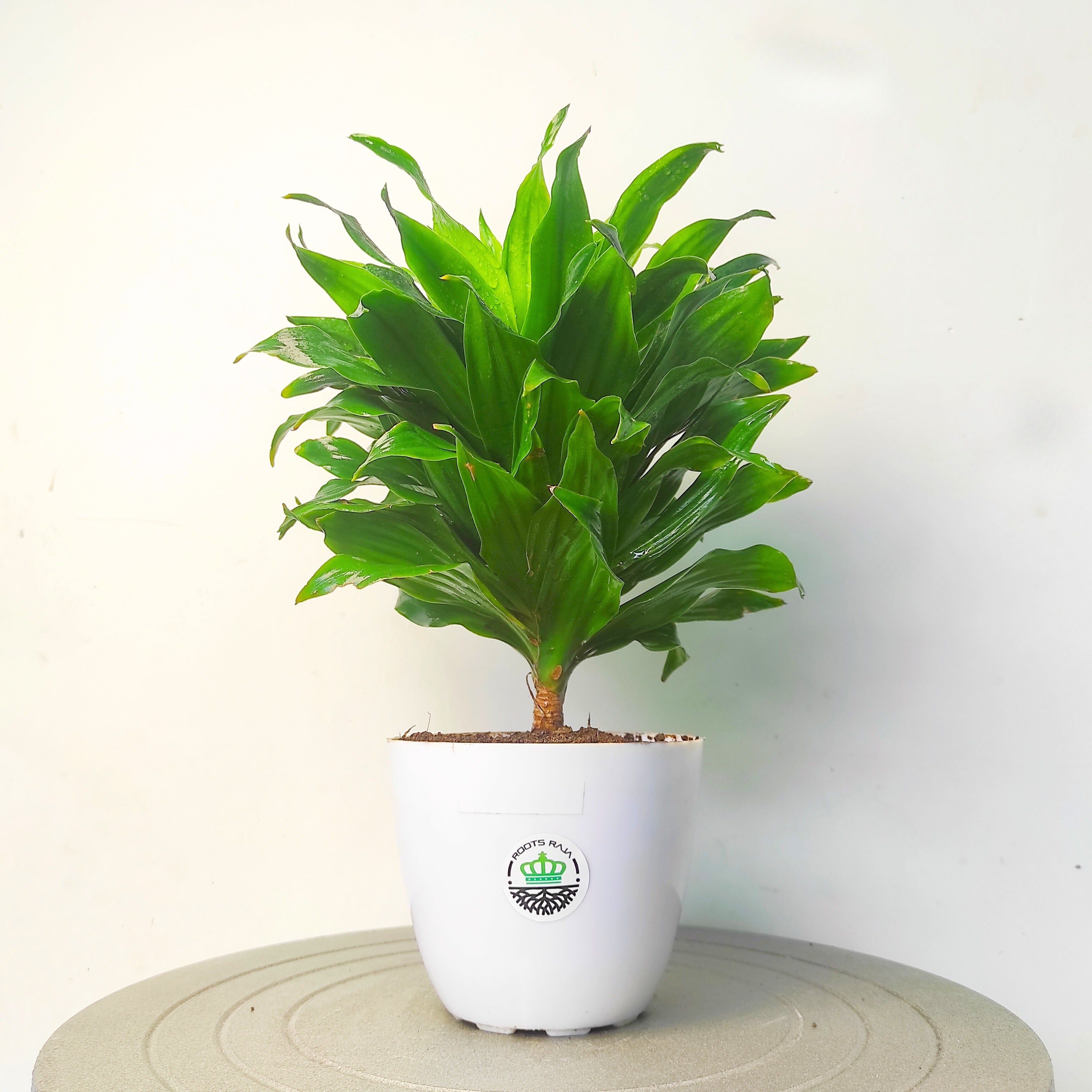 dracaena reproduction Dracaena Janet Craig