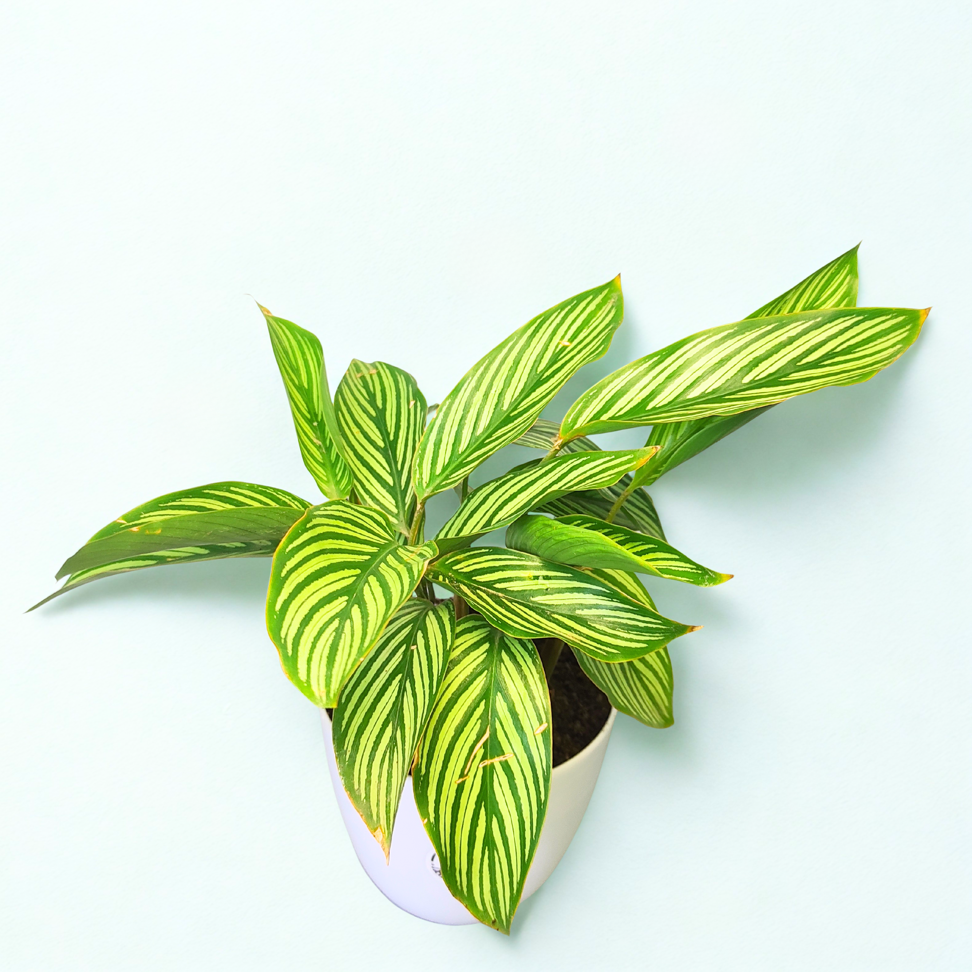 Calathea Vittata
