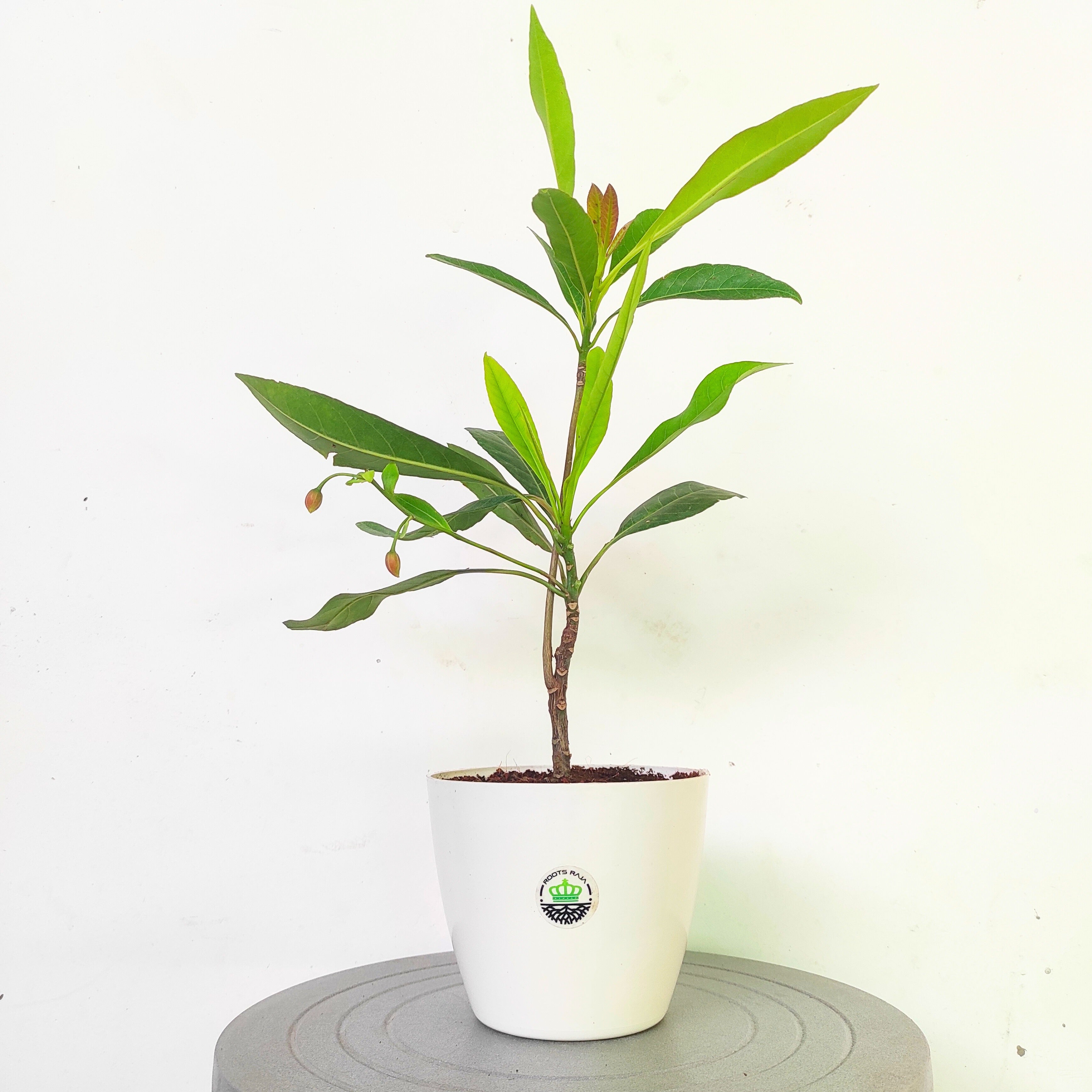 Rudraksha Plant