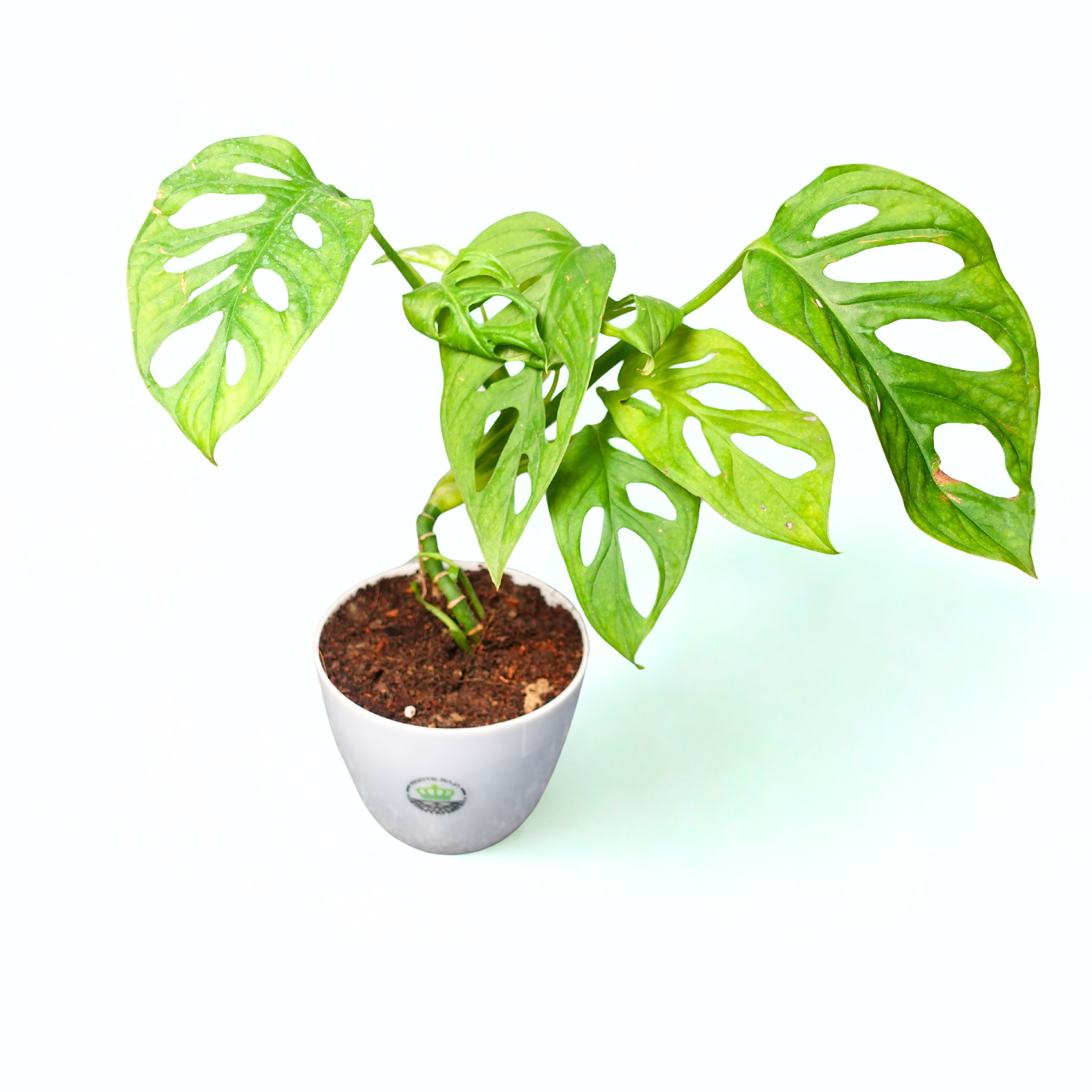 Monstera Broken Heart