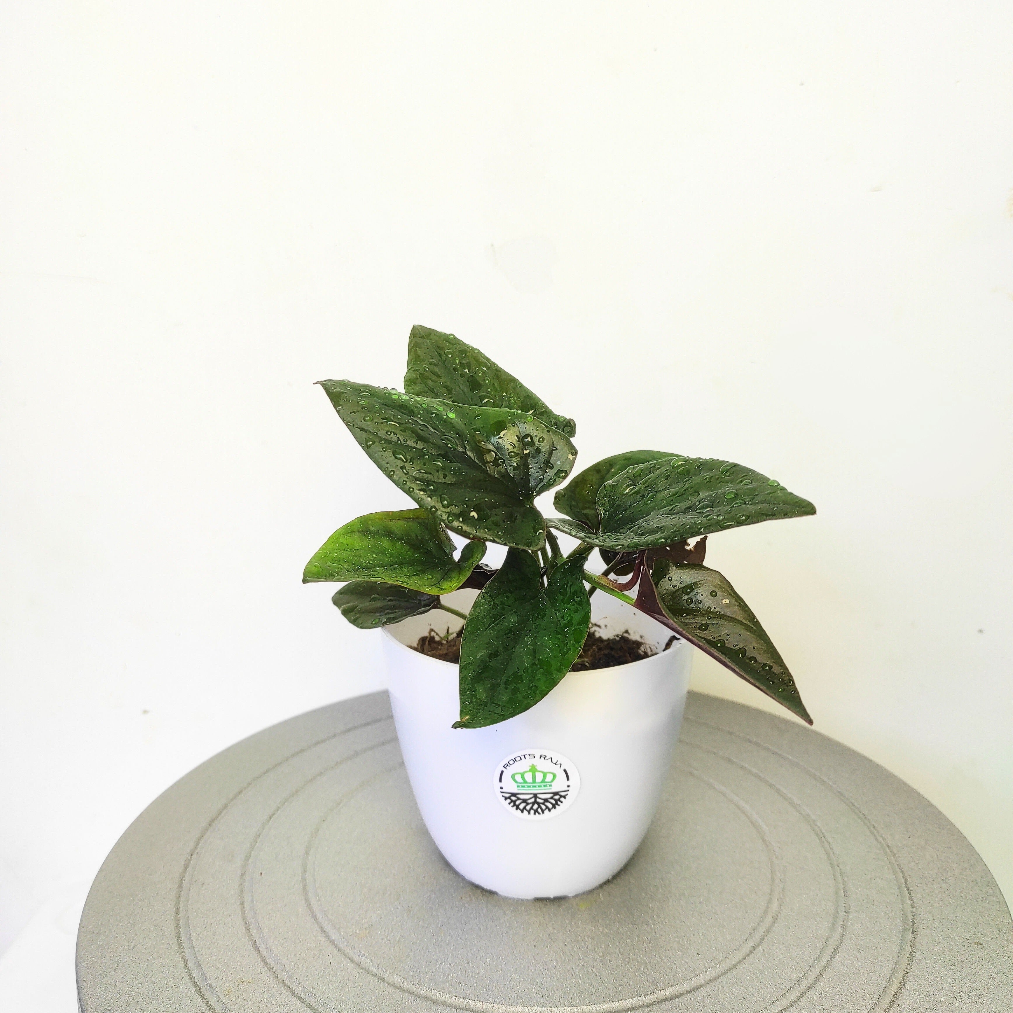 Black Money Plant