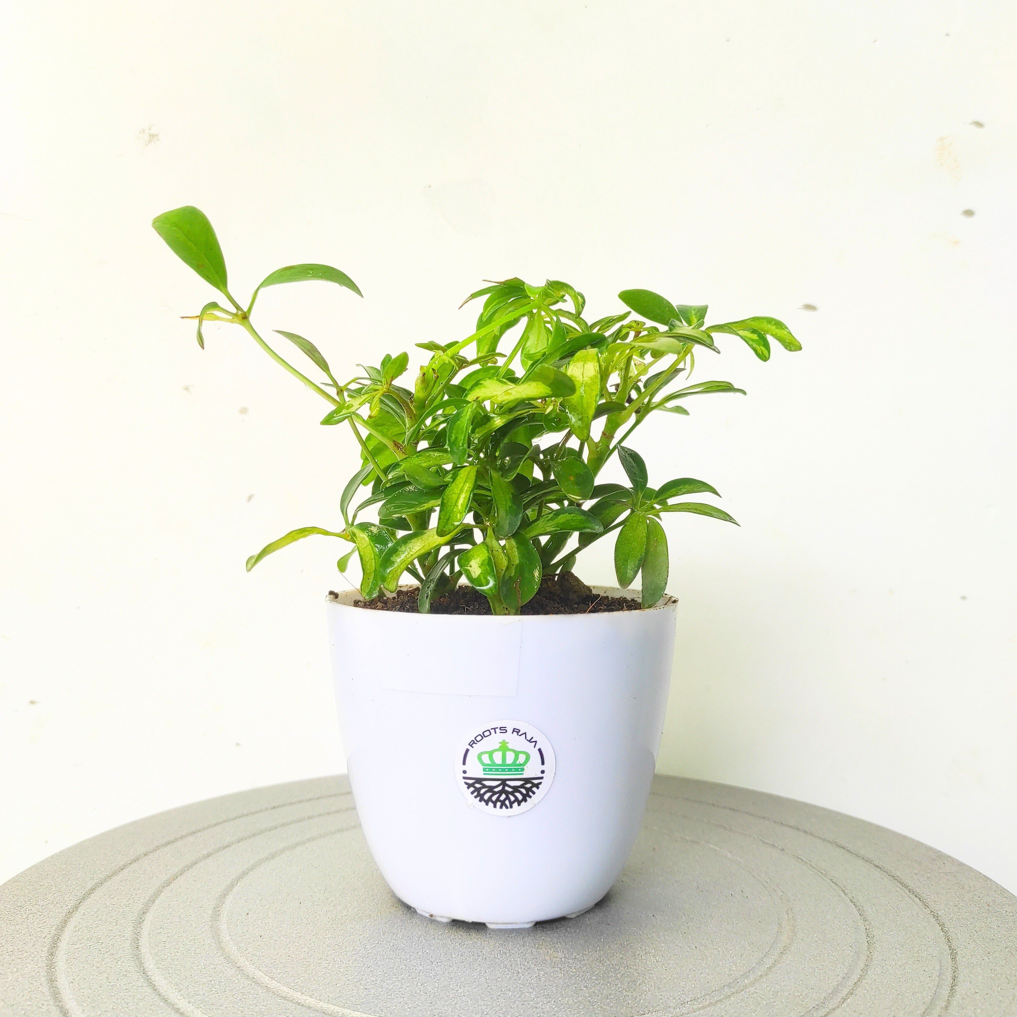 Schefflera Varigated (Umbrella Tree)