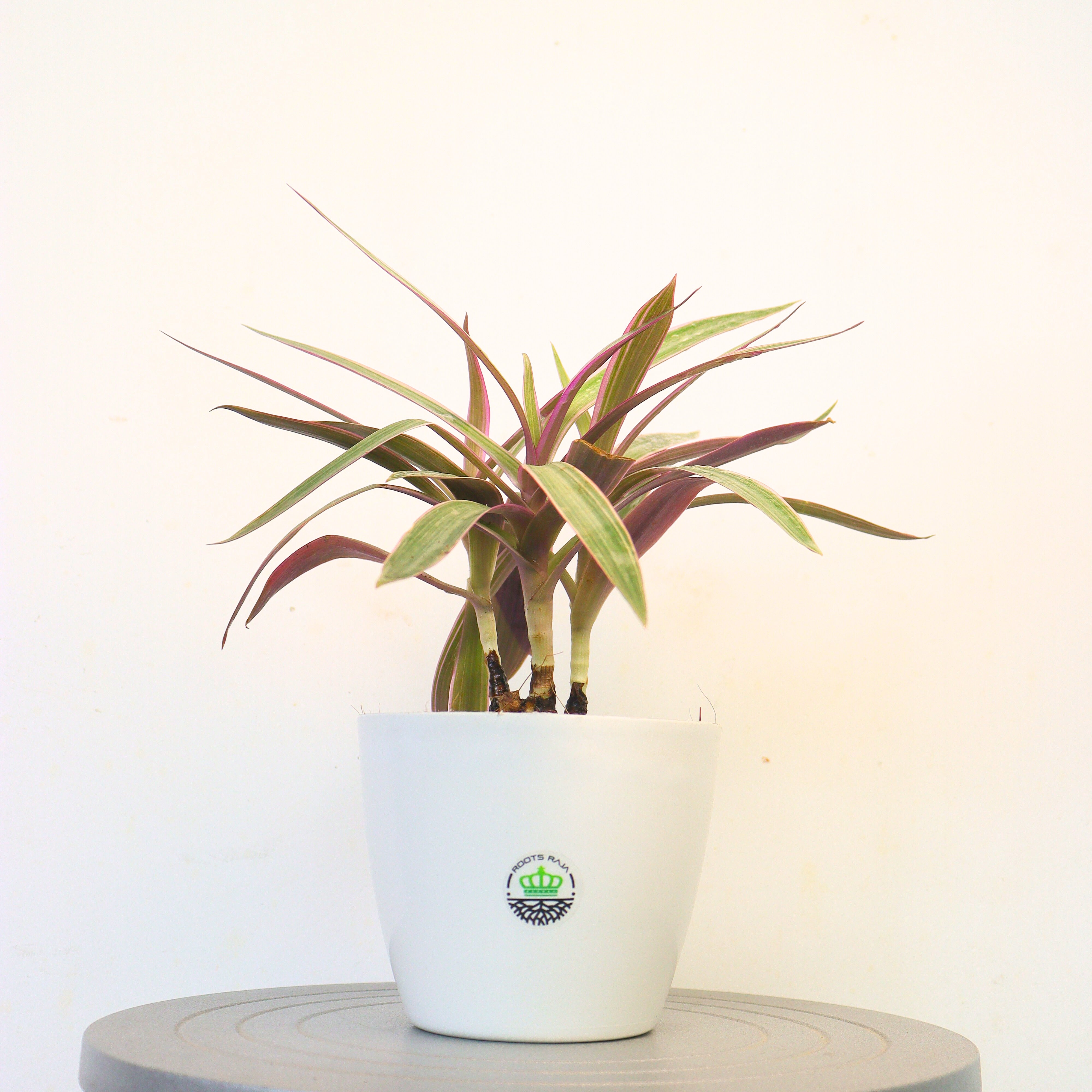 Rhoeo Variegated
