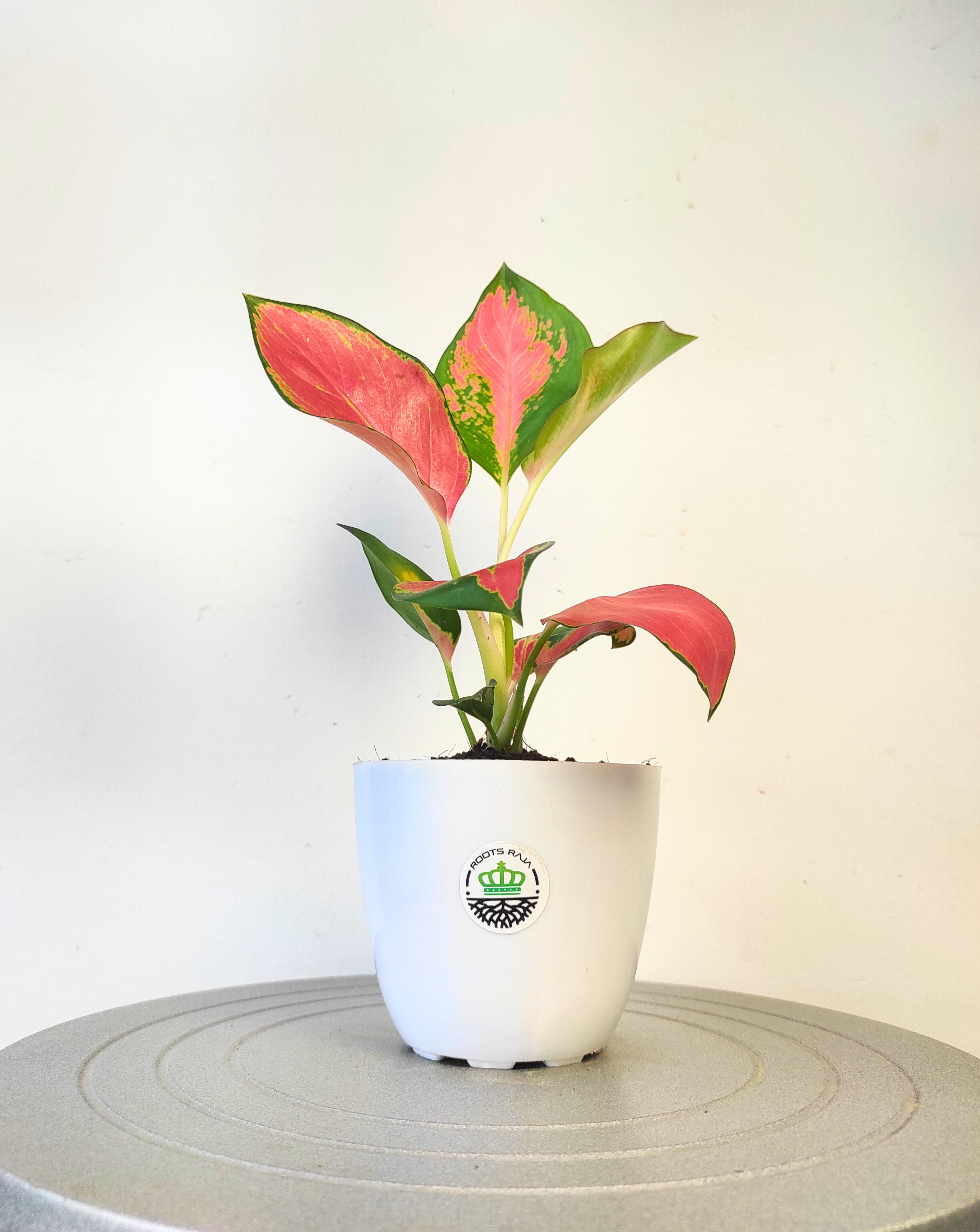 Aglaonema Pink Ruby